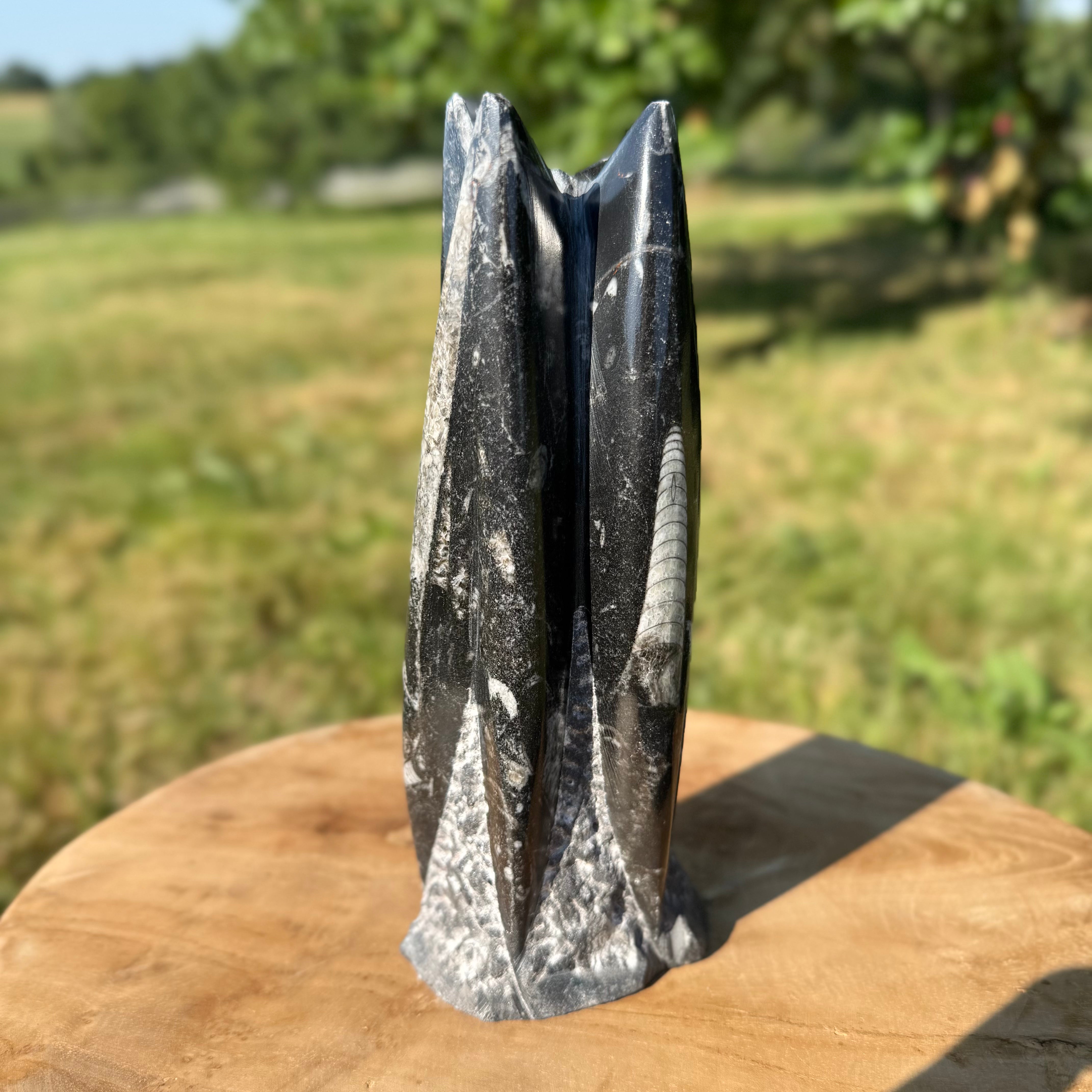 ORTHOCERAS - Tour sculptée - Maroc