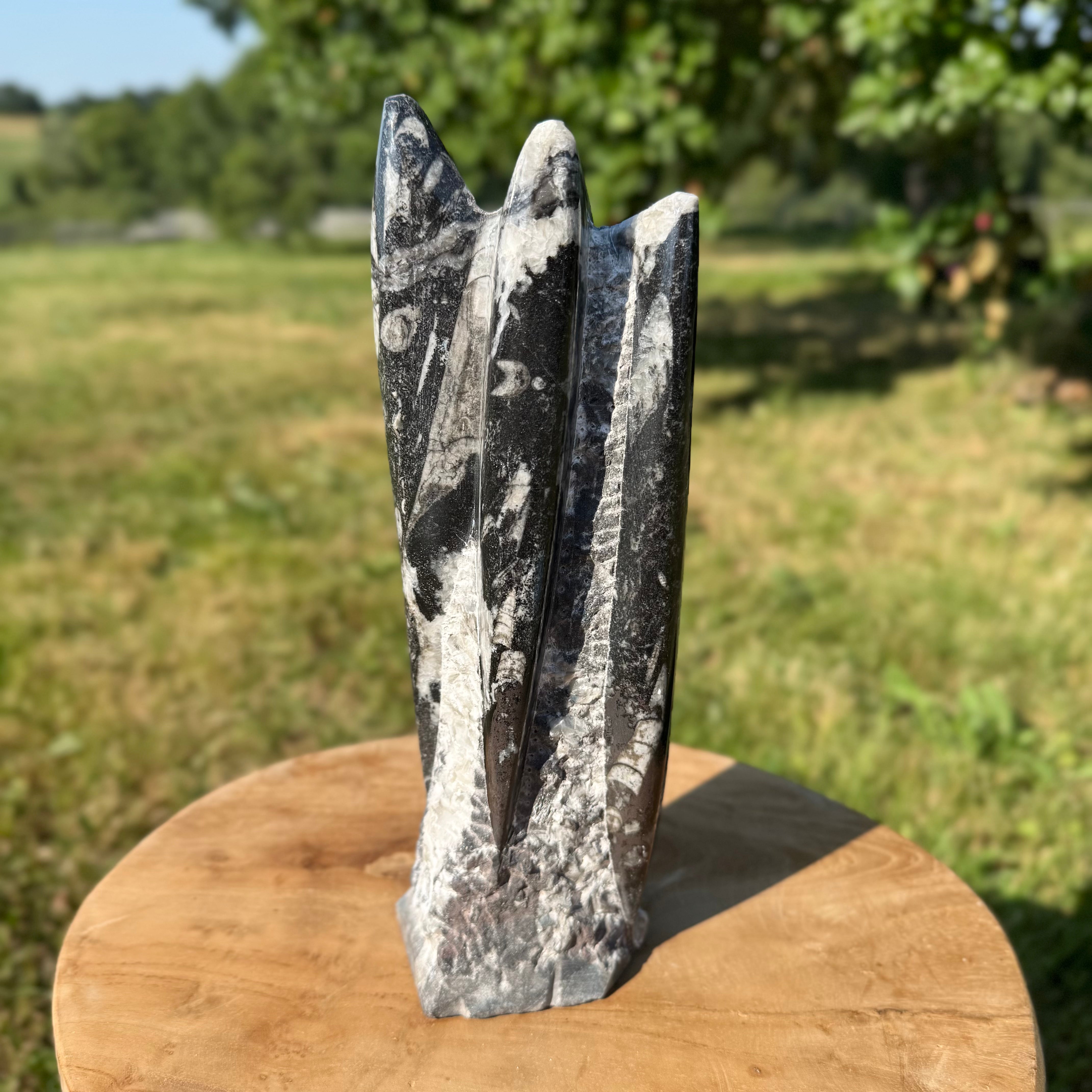 ORTHOCERAS - Tour sculptée - Maroc