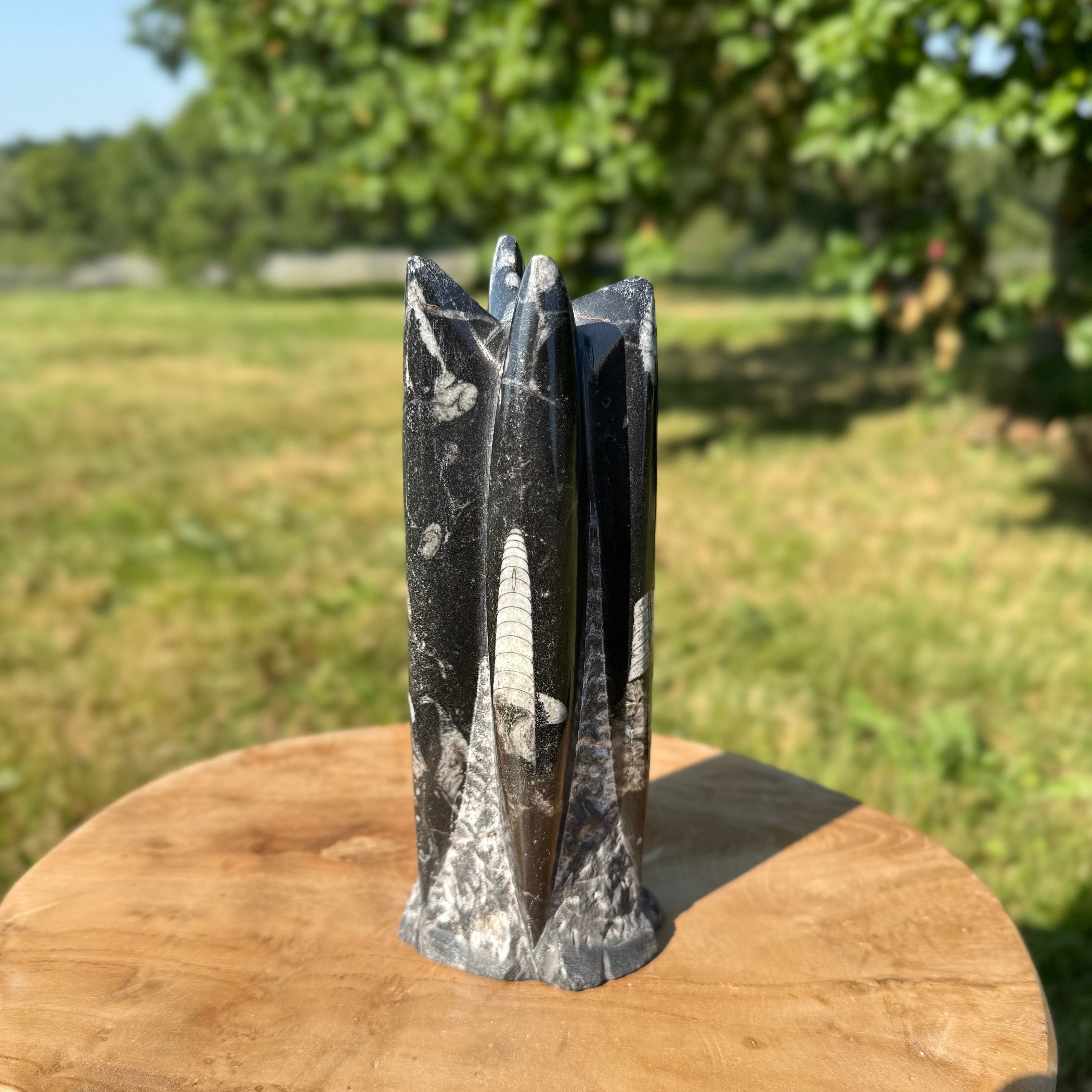 ORTHOCERAS - Tour sculptée - Maroc