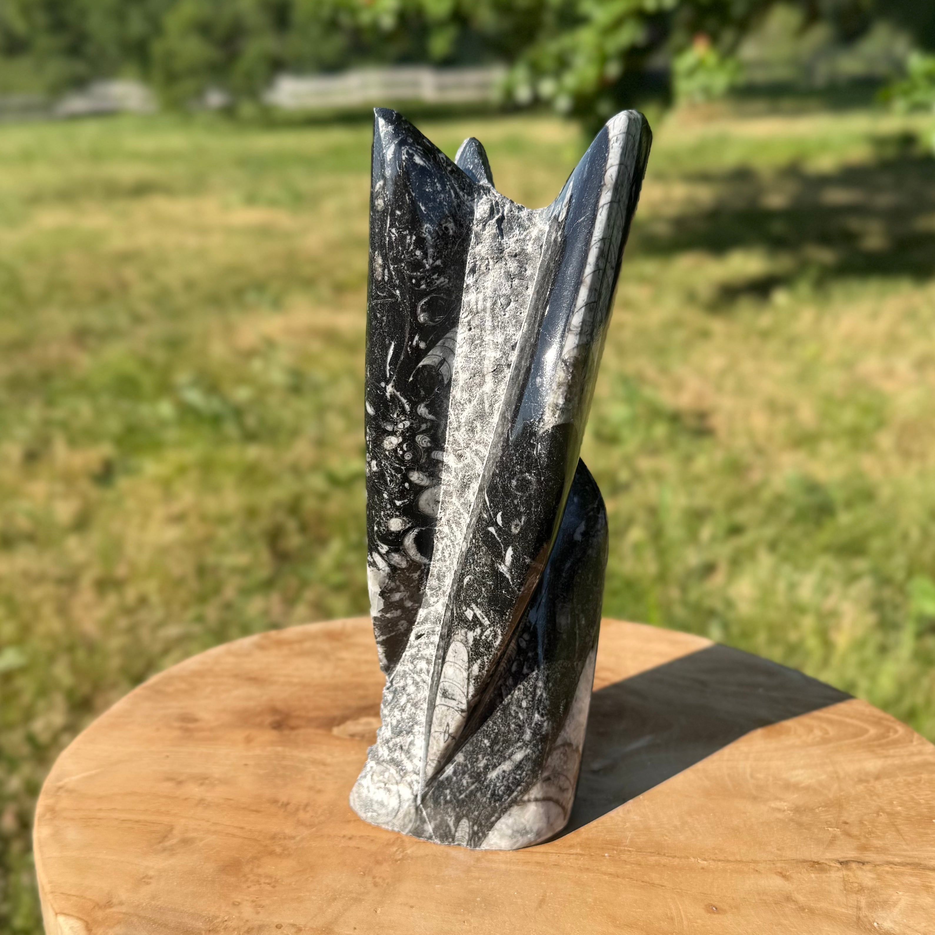 ORTHOCERAS - Tour sculptée - Maroc