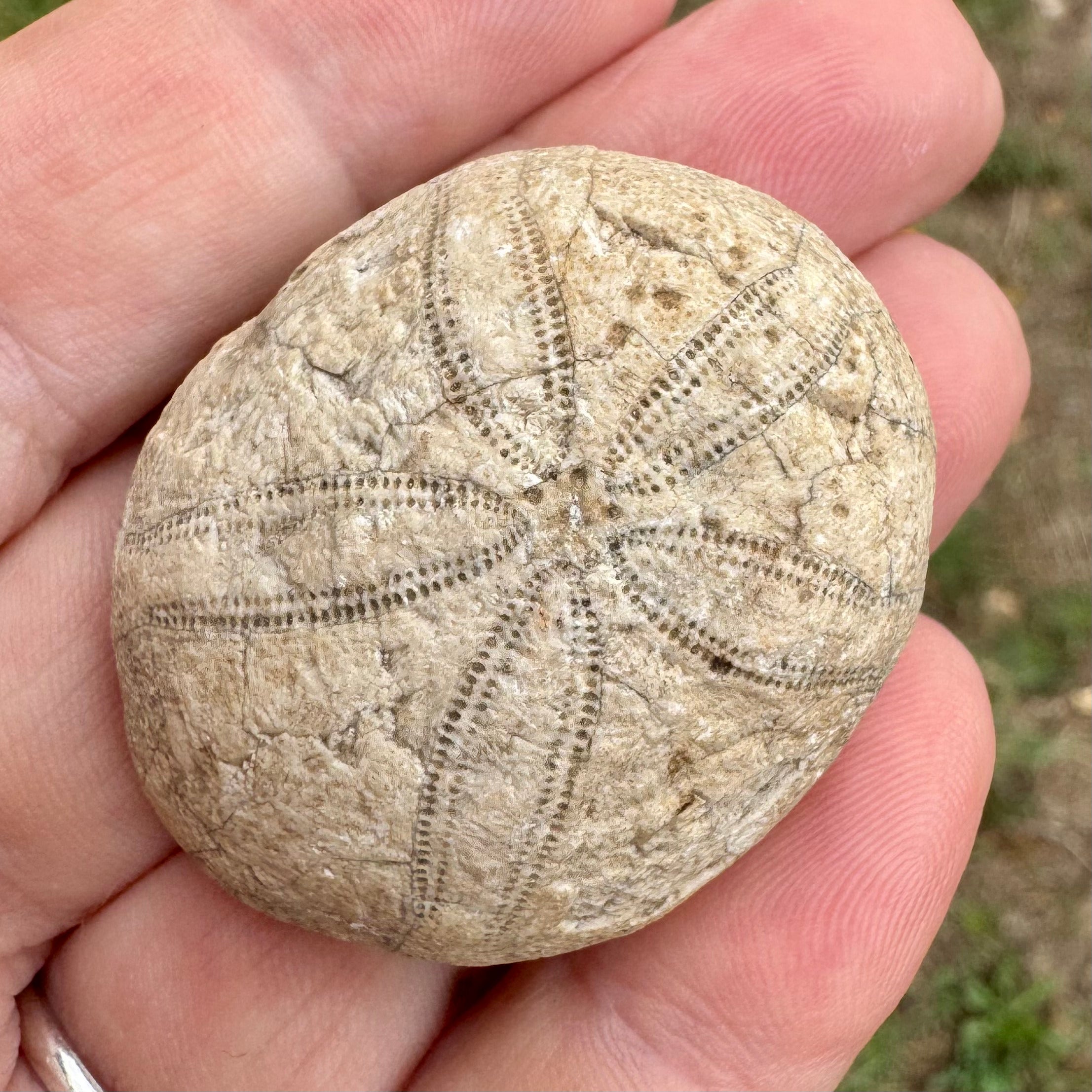 OURSIN FOSSILE (Echinolampas sp.) – Gironde - France