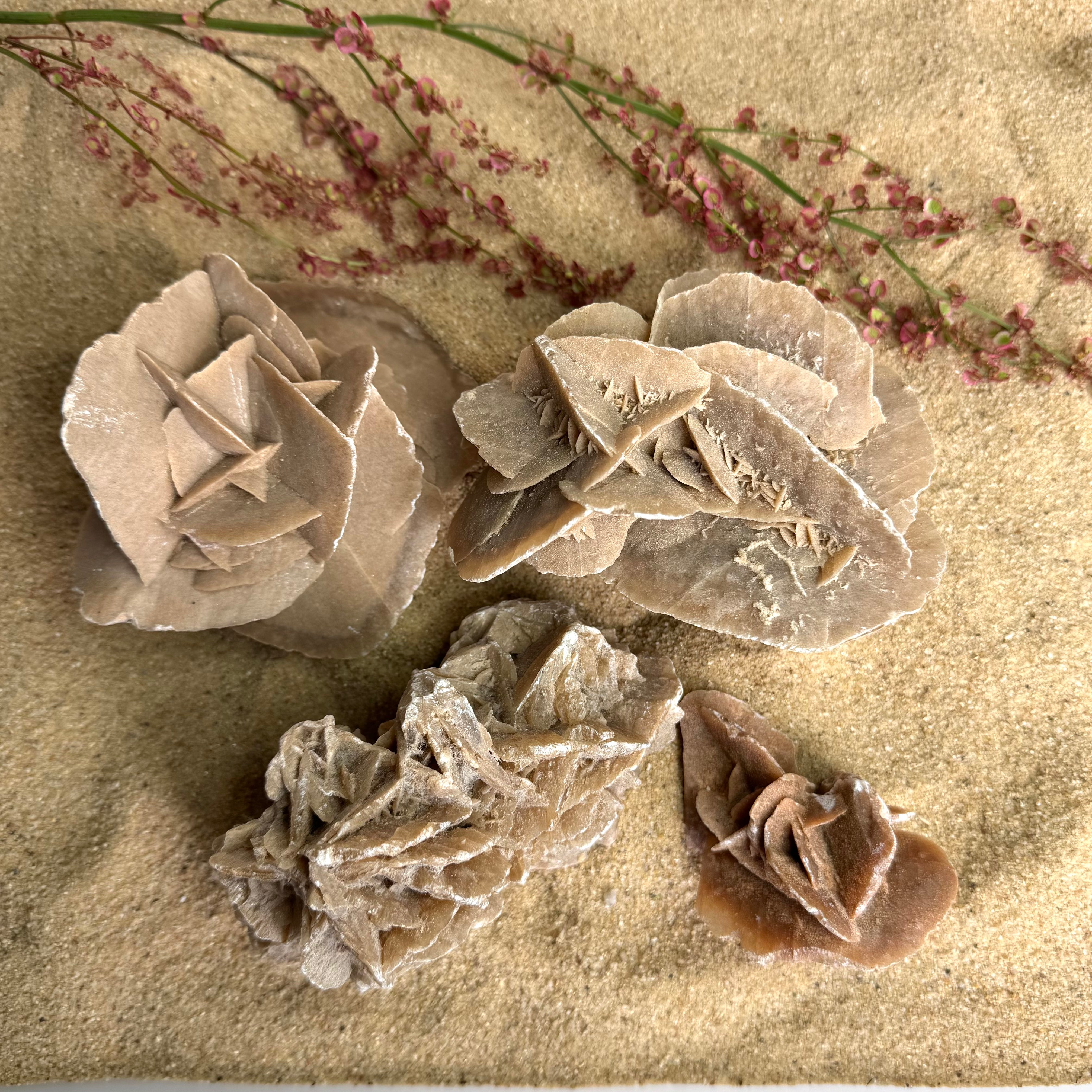 ROSE DES SABLES - Maroc