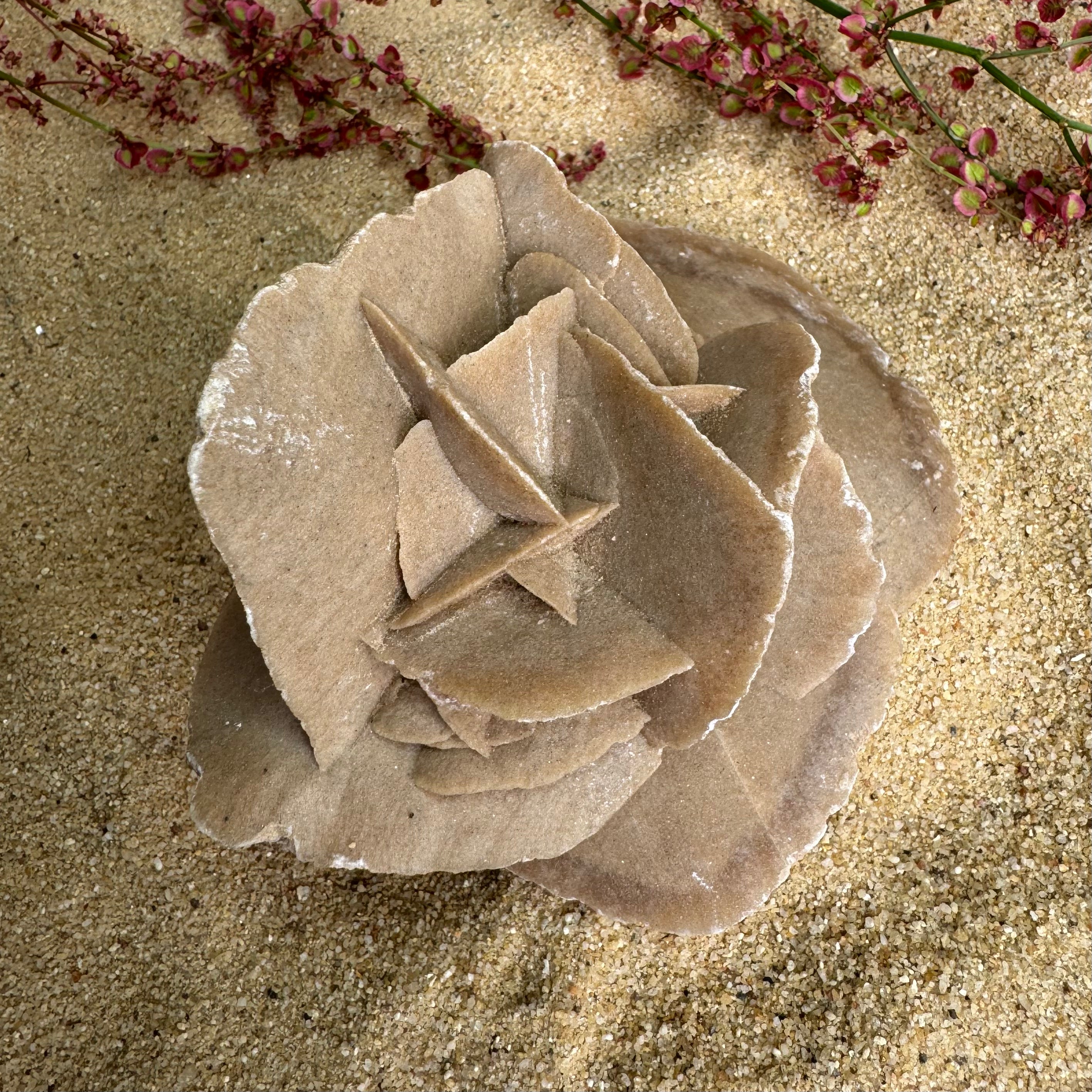 ROSE DES SABLES - Maroc