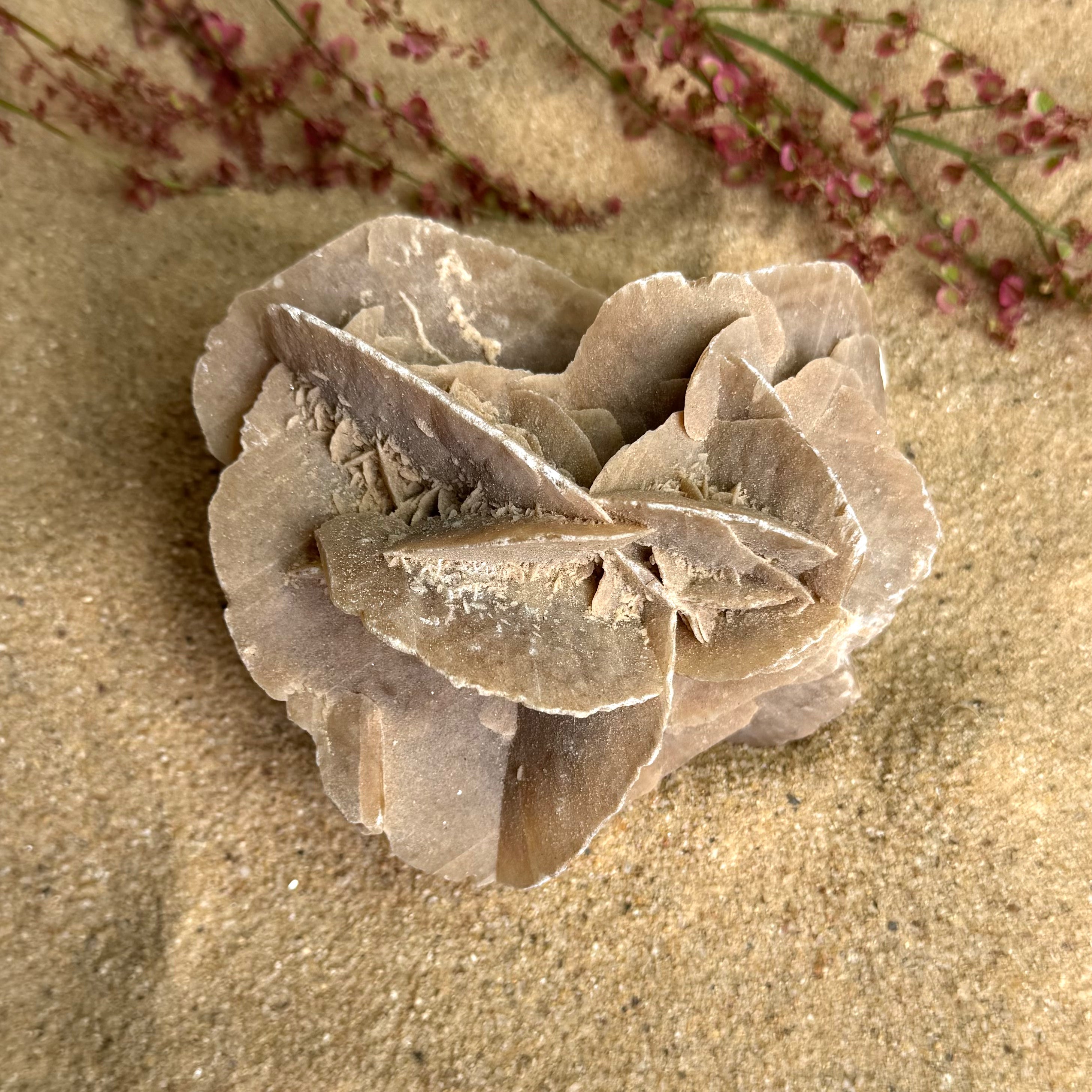 ROSE DES SABLES - Maroc