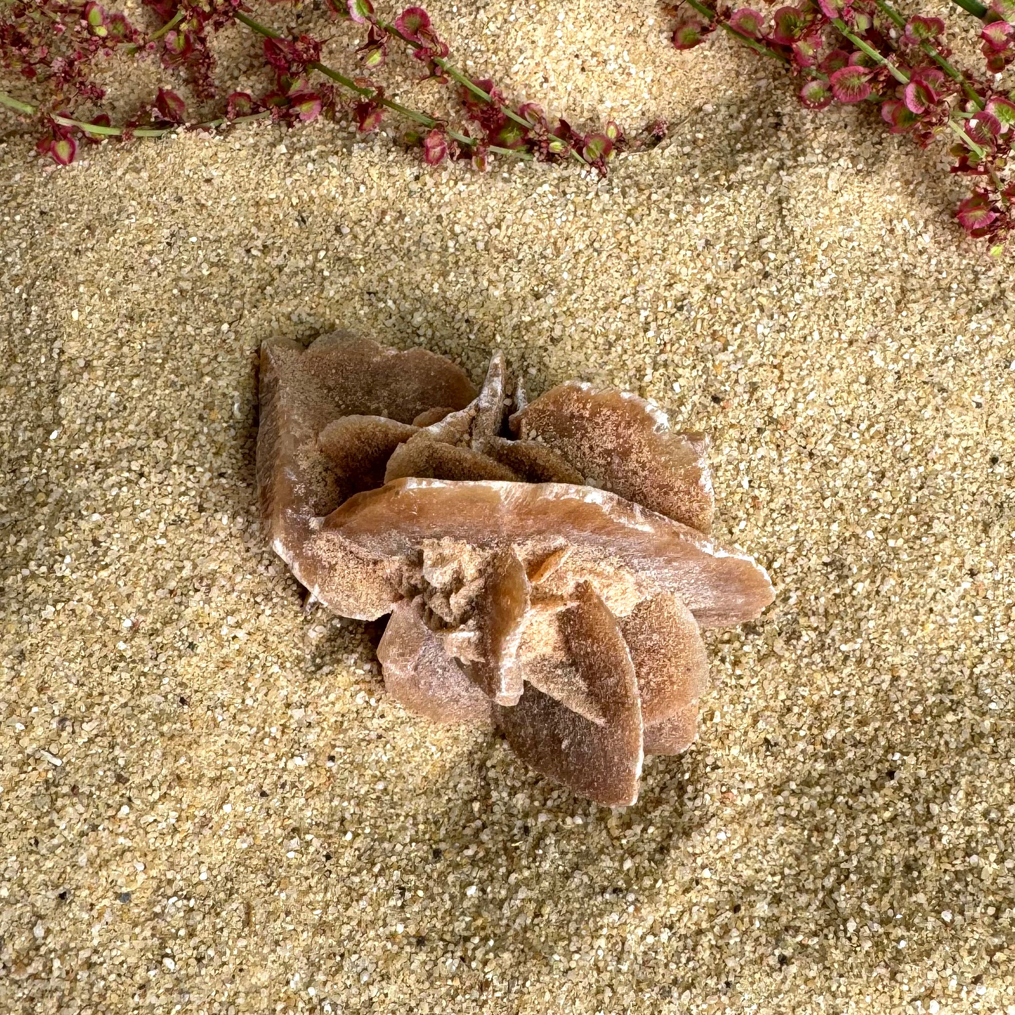 ROSE DES SABLES - Maroc