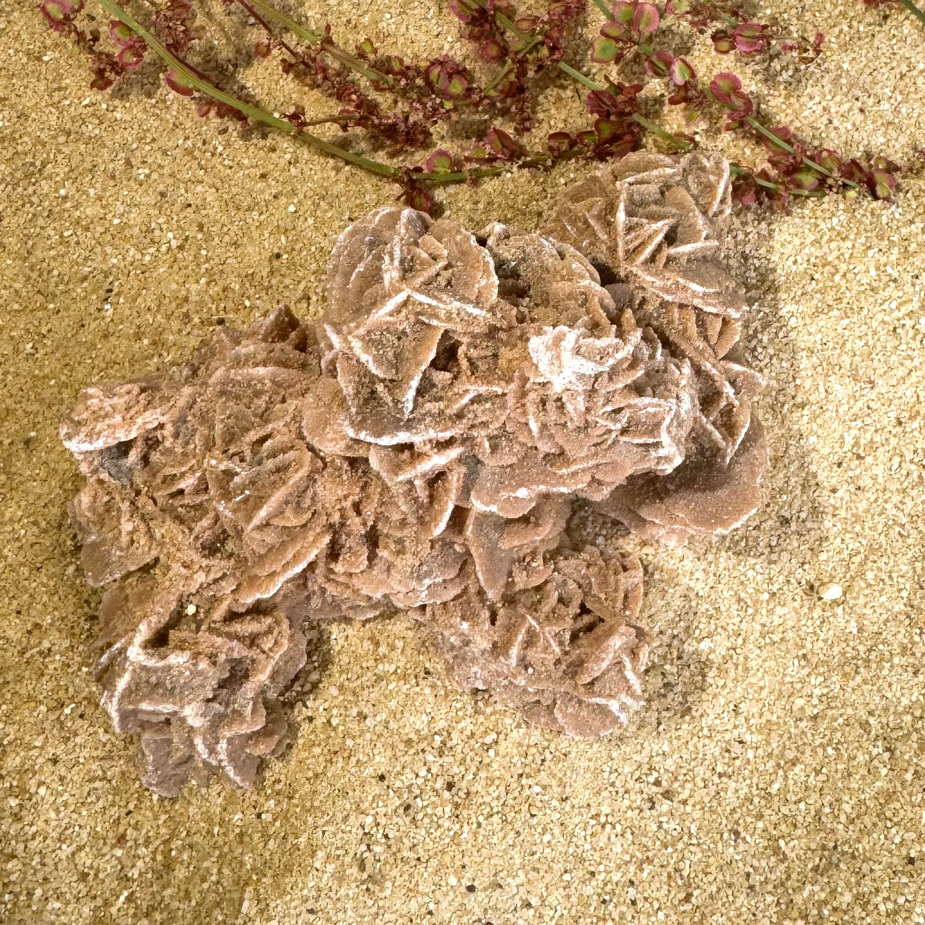 ROSE DES SABLES - Maroc