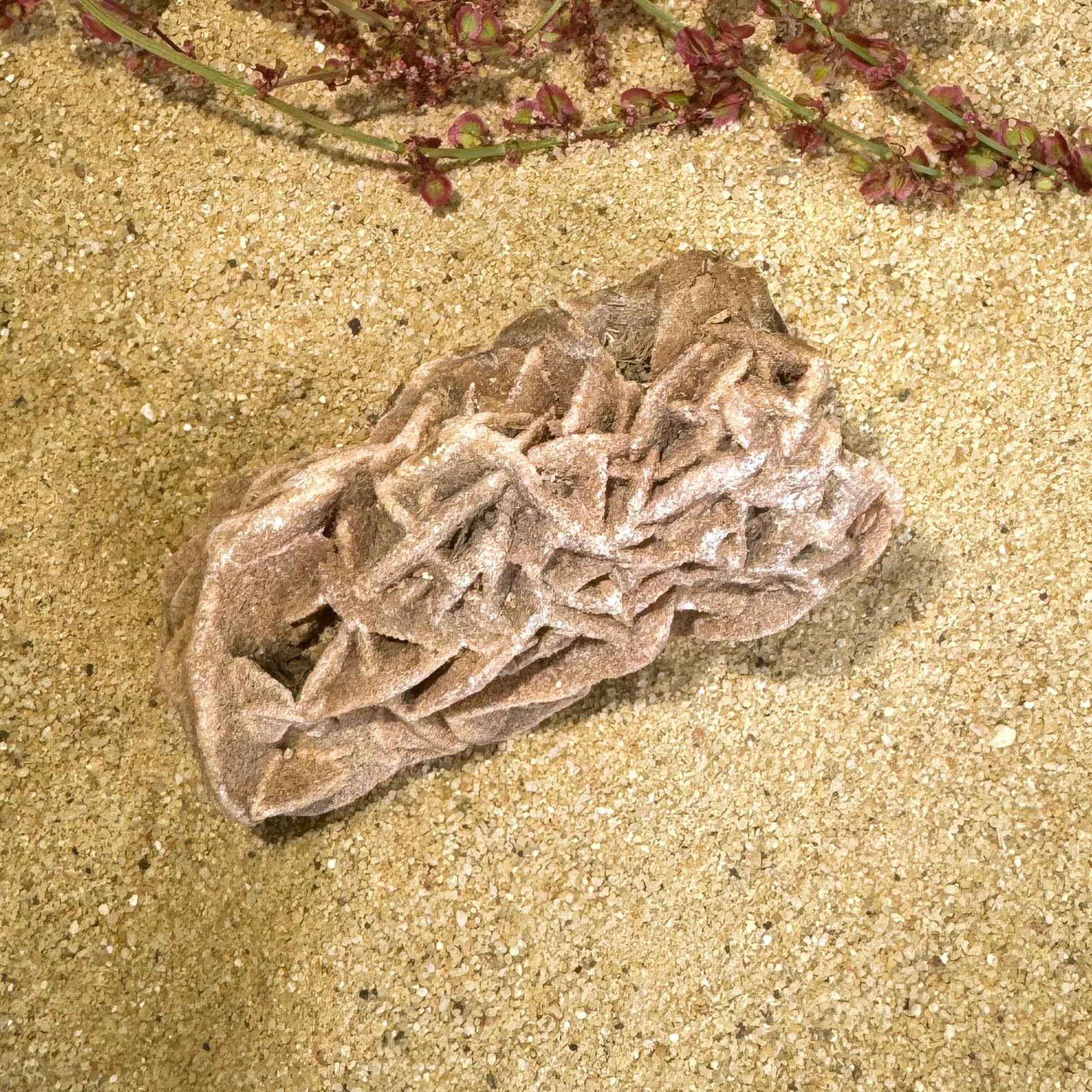 ROSE DES SABLES - Maroc