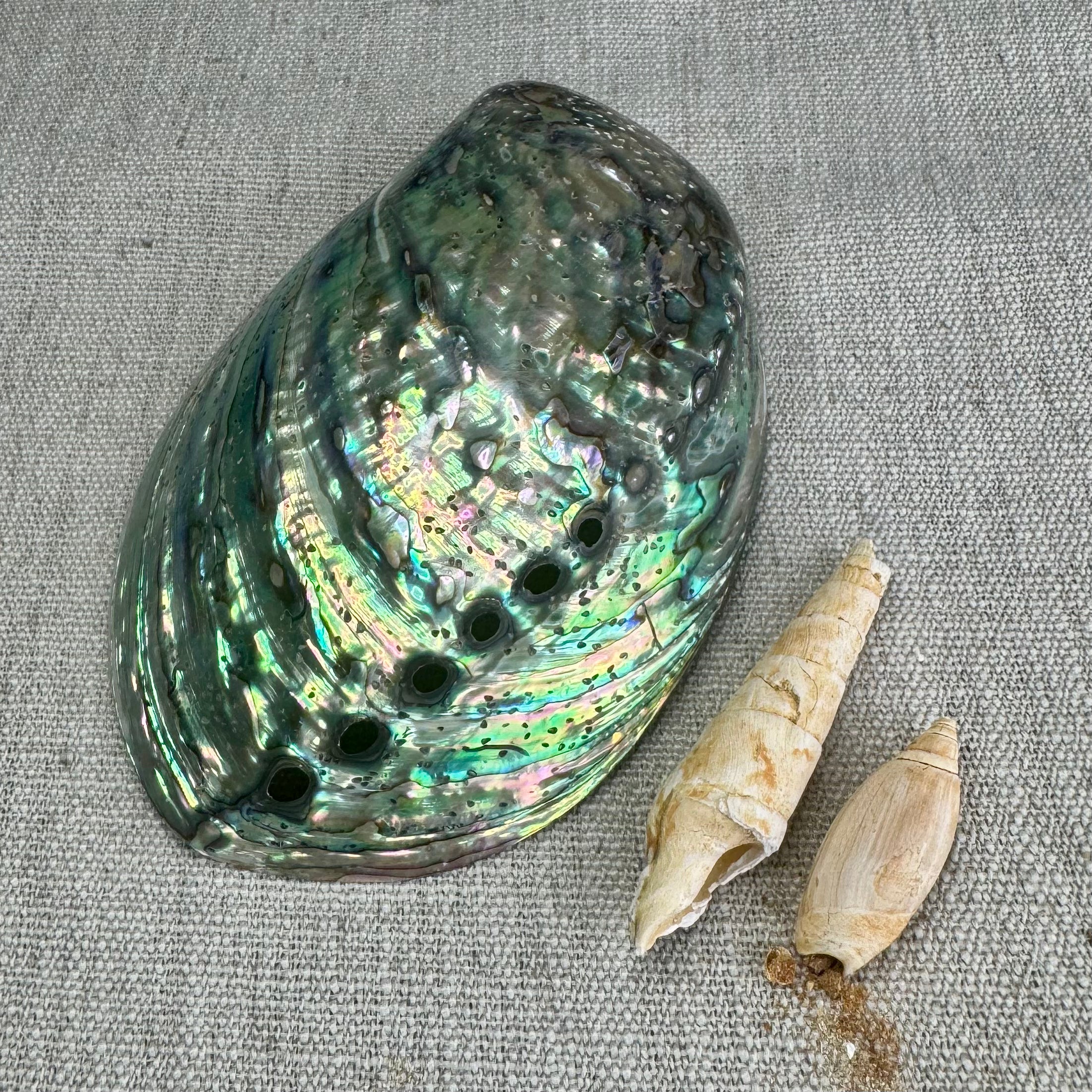 COQUILLE D'ORMEAU  - AAA - Polie des deux côtés - photo non contractuelle