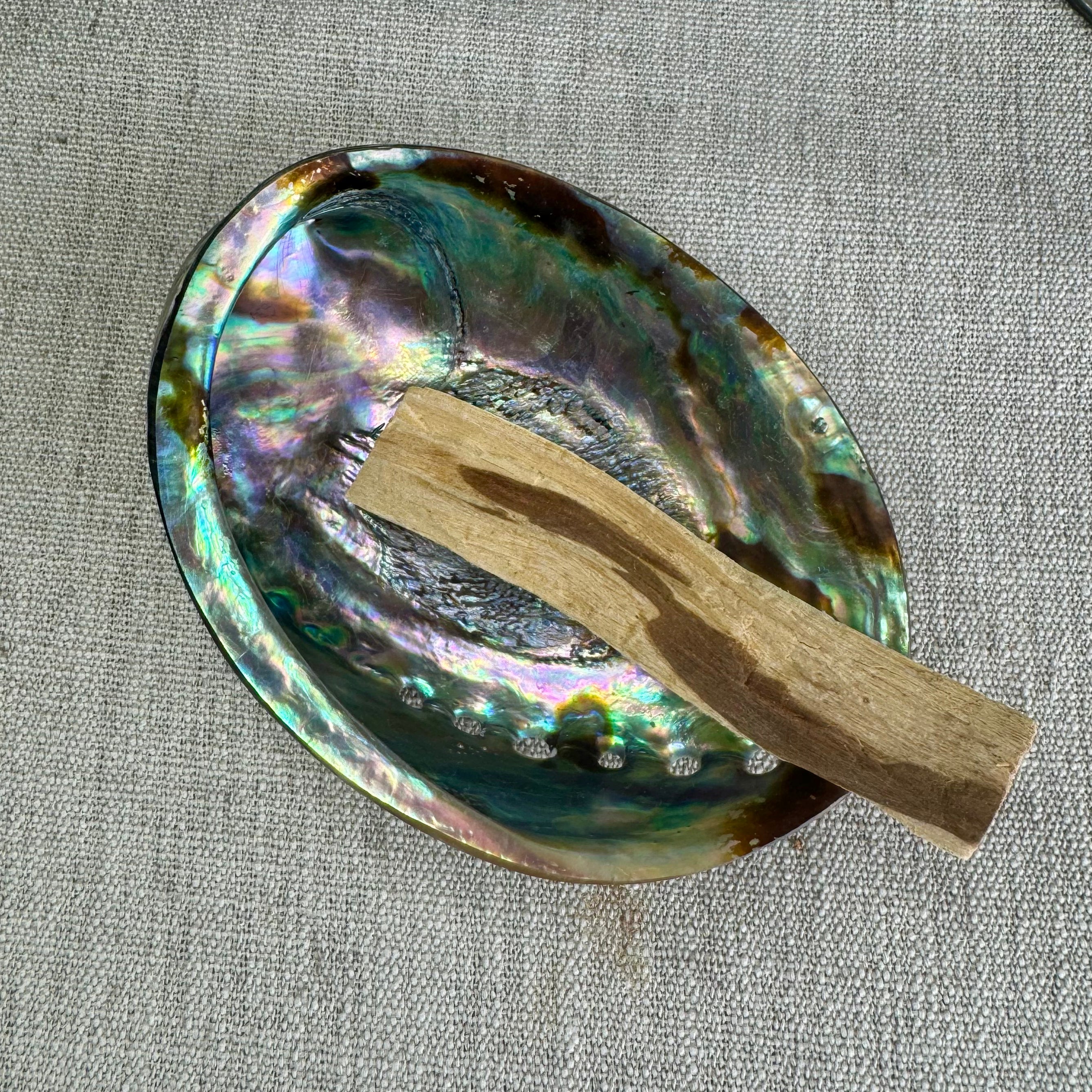 COQUILLE D'ORMEAU  - AAA - Polie des deux côtés - photo non contractuelle