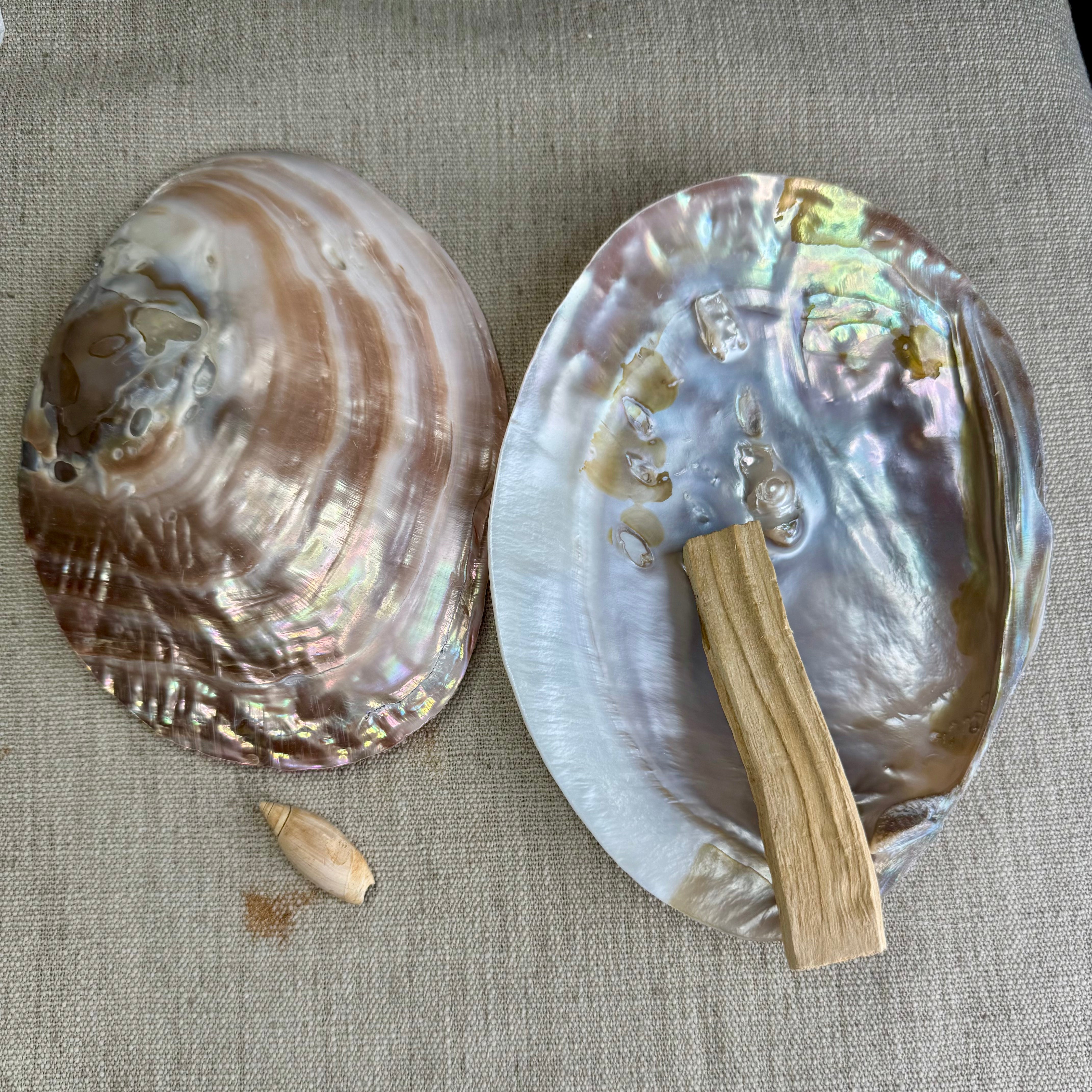 COQUILLE D'HUÎTRE PERLIÈRE - AAA - Polie des deux côtés - photo non contractuelle