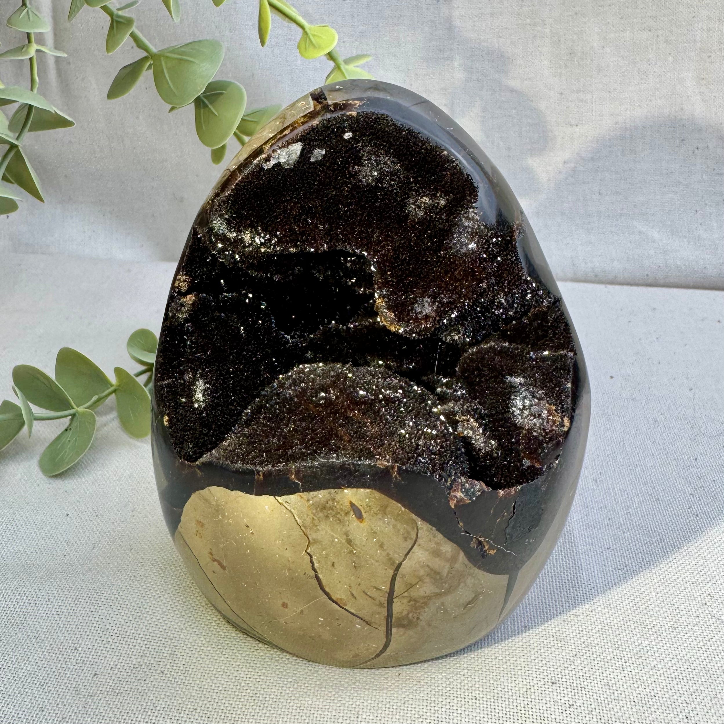 SEPTARIA SAUVAGE  - AAA - Madagascar - Forme libre