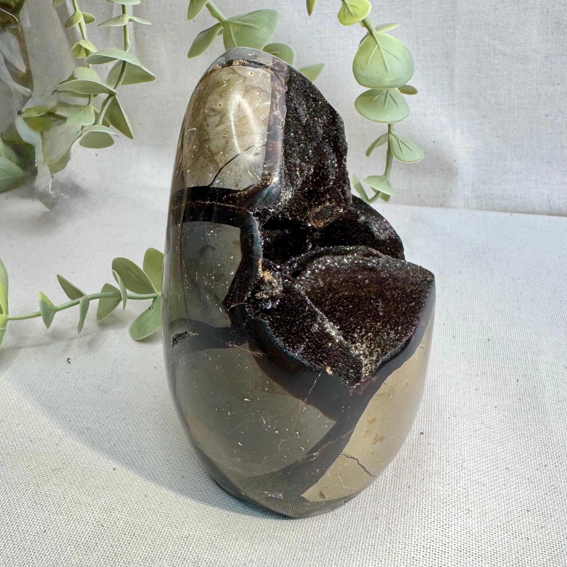 SEPTARIA SAUVAGE  - AAA - Madagascar - Forme libre