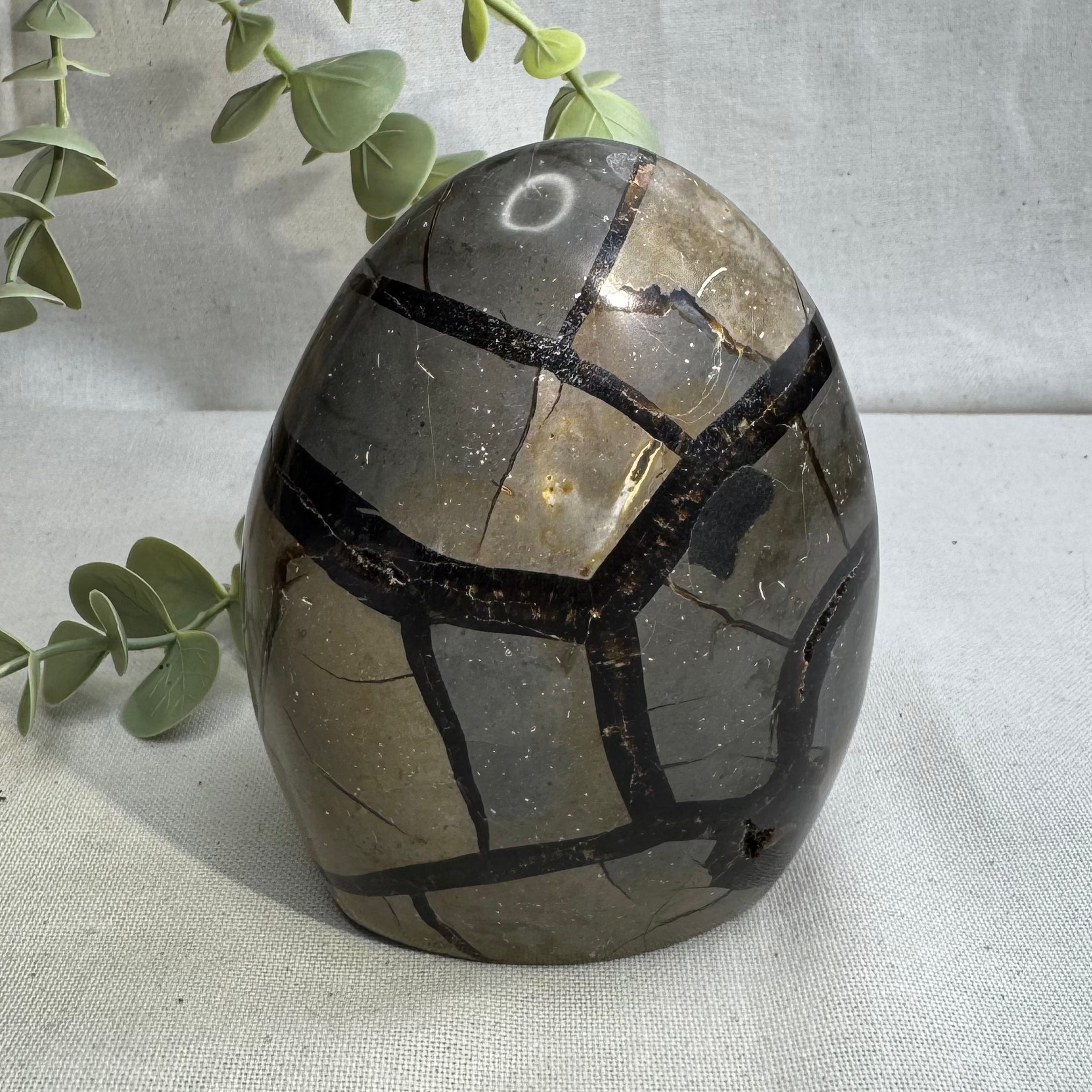 SEPTARIA SAUVAGE  - AAA - Madagascar - Forme libre