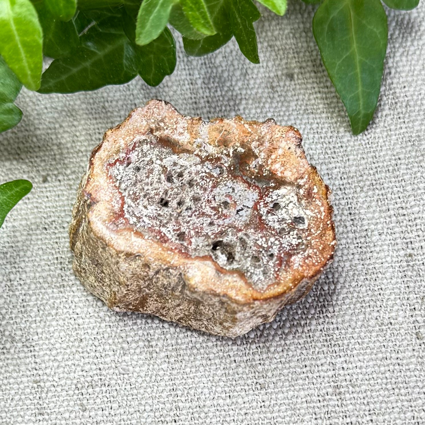 BOIS FOSSILE- AB - Madagascar - Morceau de tranche polie d'un côté