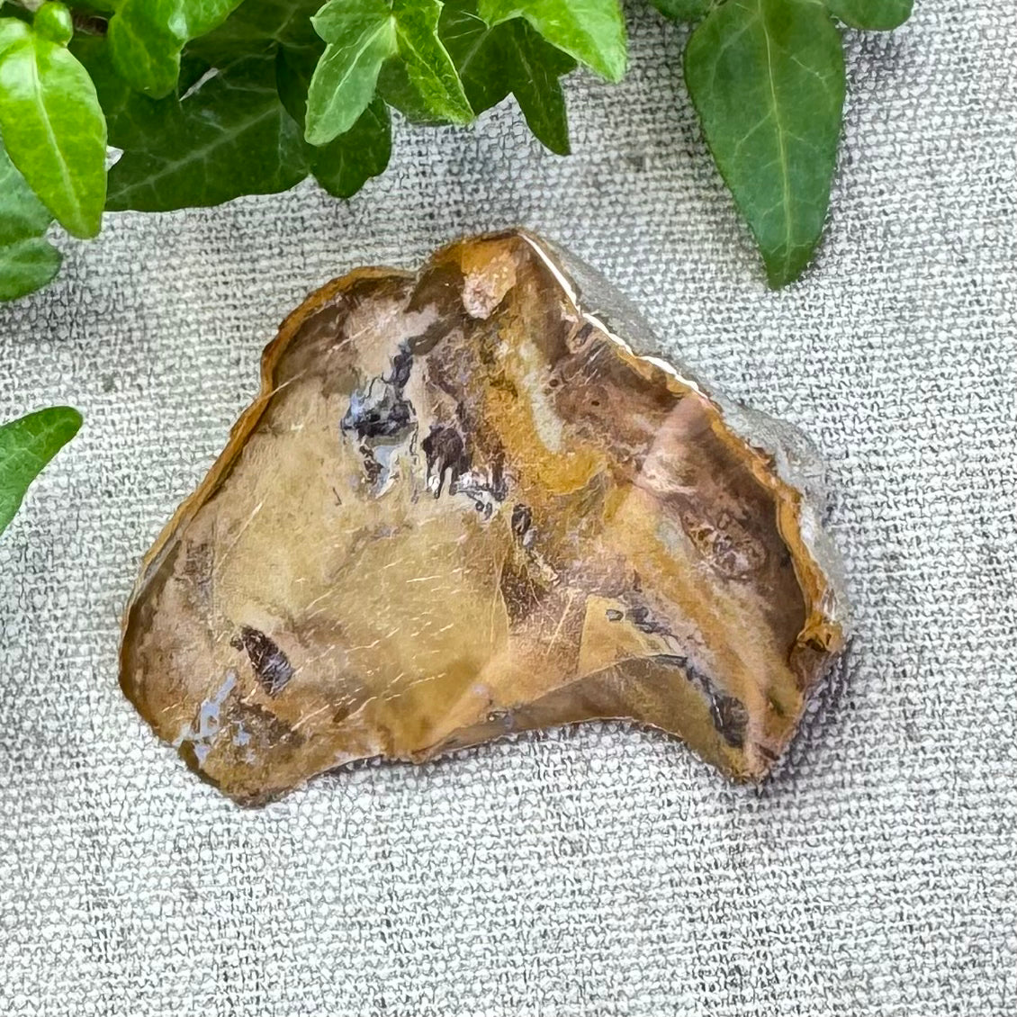 BOIS FOSSILE- AB - Madagascar - Morceau de tranche polie d'un côté