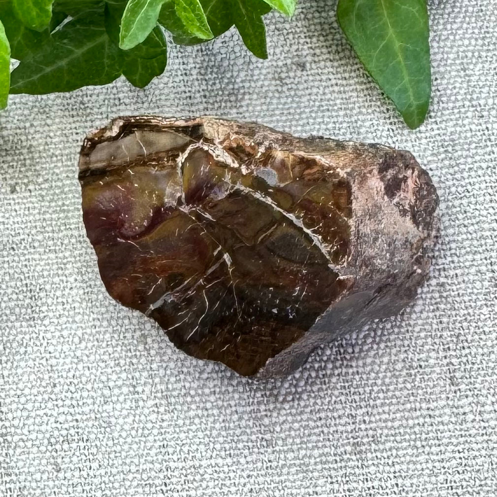 BOIS FOSSILE- AB - Madagascar - Morceau de tranche polie d'un côté