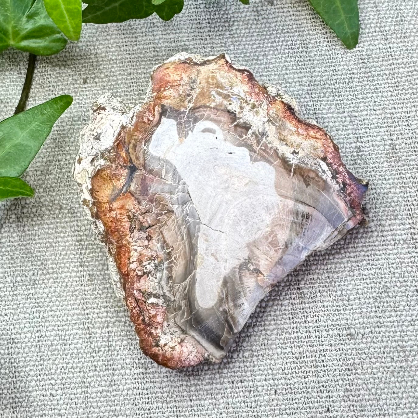 BOIS FOSSILE- AB - Madagascar - Morceau de tranche polie d'un côté