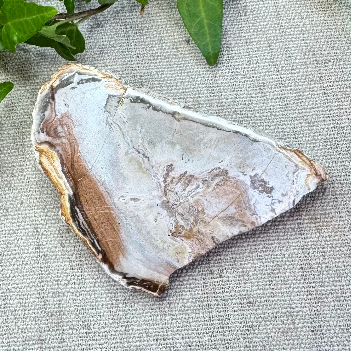 BOIS FOSSILE- AB - Madagascar - Morceau de tranche polie d'un côté