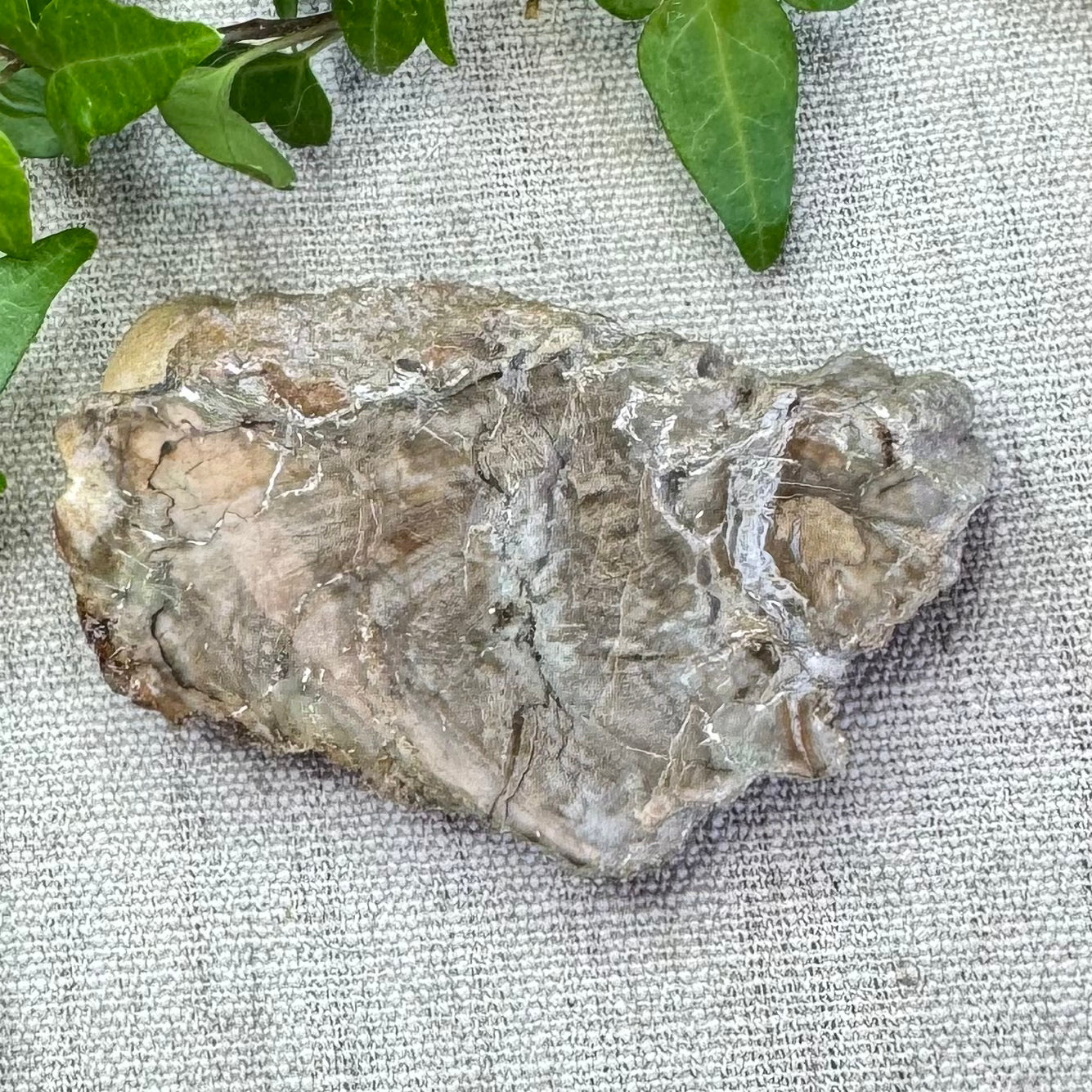 BOIS FOSSILE- AB - Madagascar - Morceau de tranche polie d'un côté