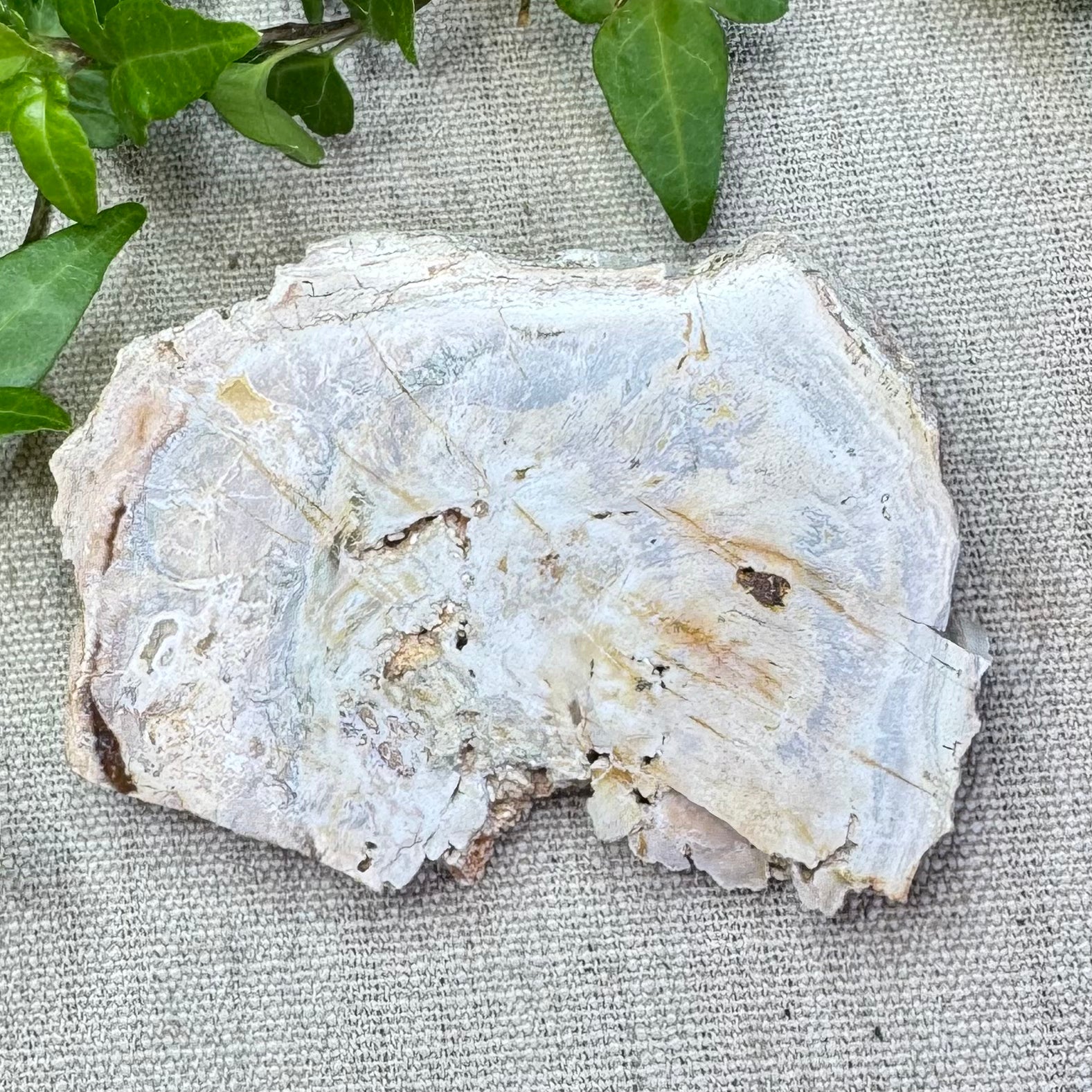 BOIS FOSSILE- AB - Madagascar - Morceau de tranche polie d'un côté