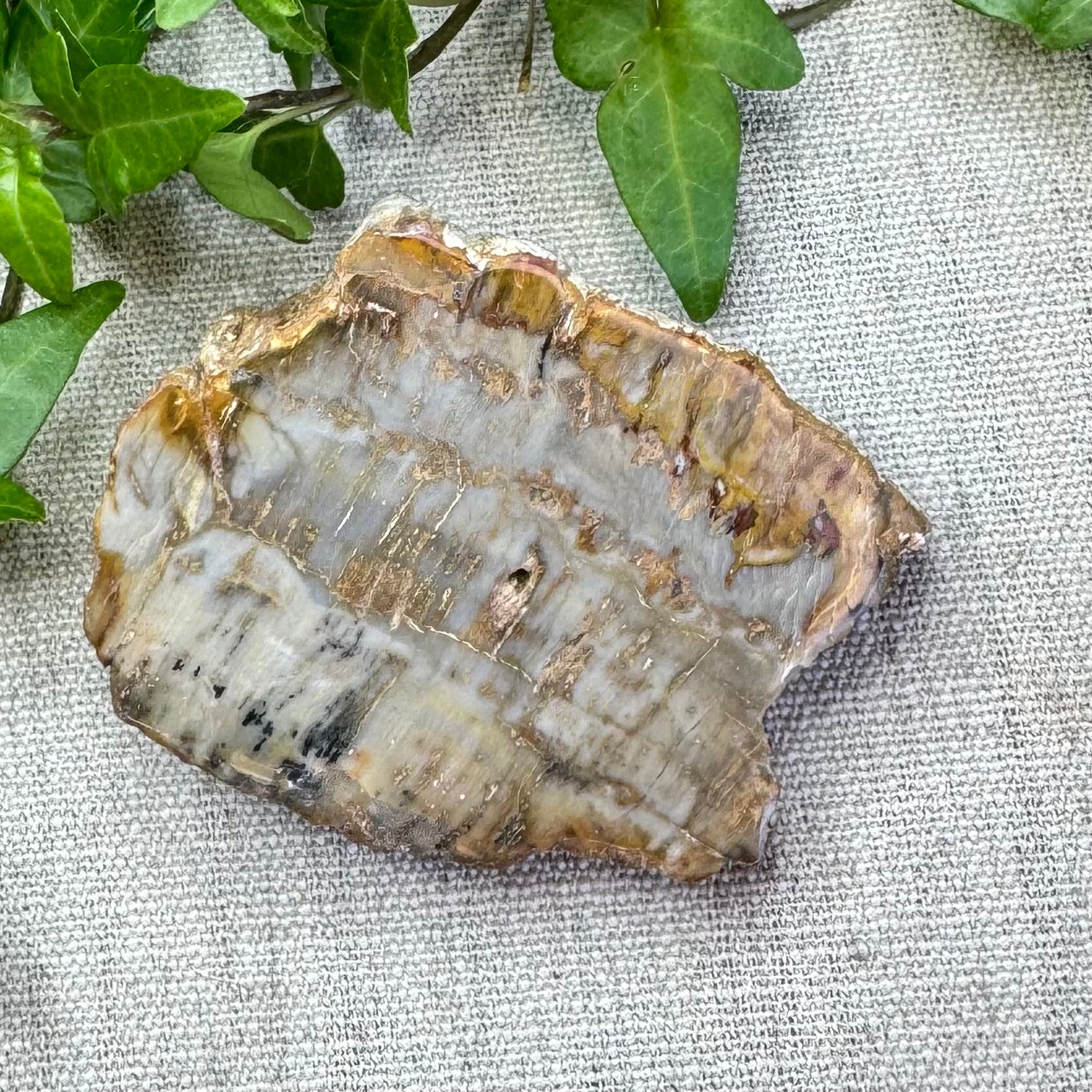 BOIS FOSSILE- AB - Madagascar - Morceau de tranche polie d'un côté