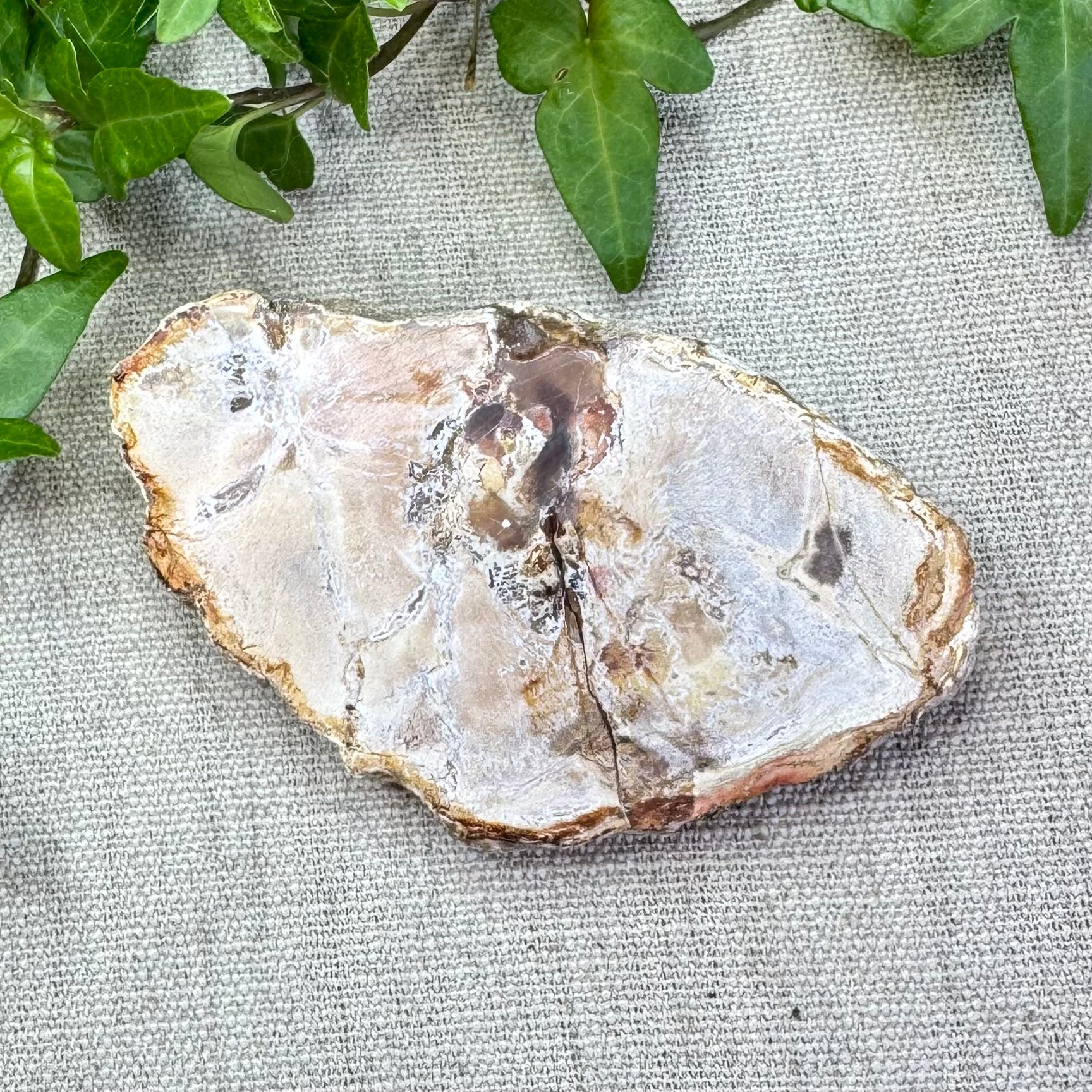 BOIS FOSSILE- AB - Madagascar - Morceau de tranche polie d'un côté