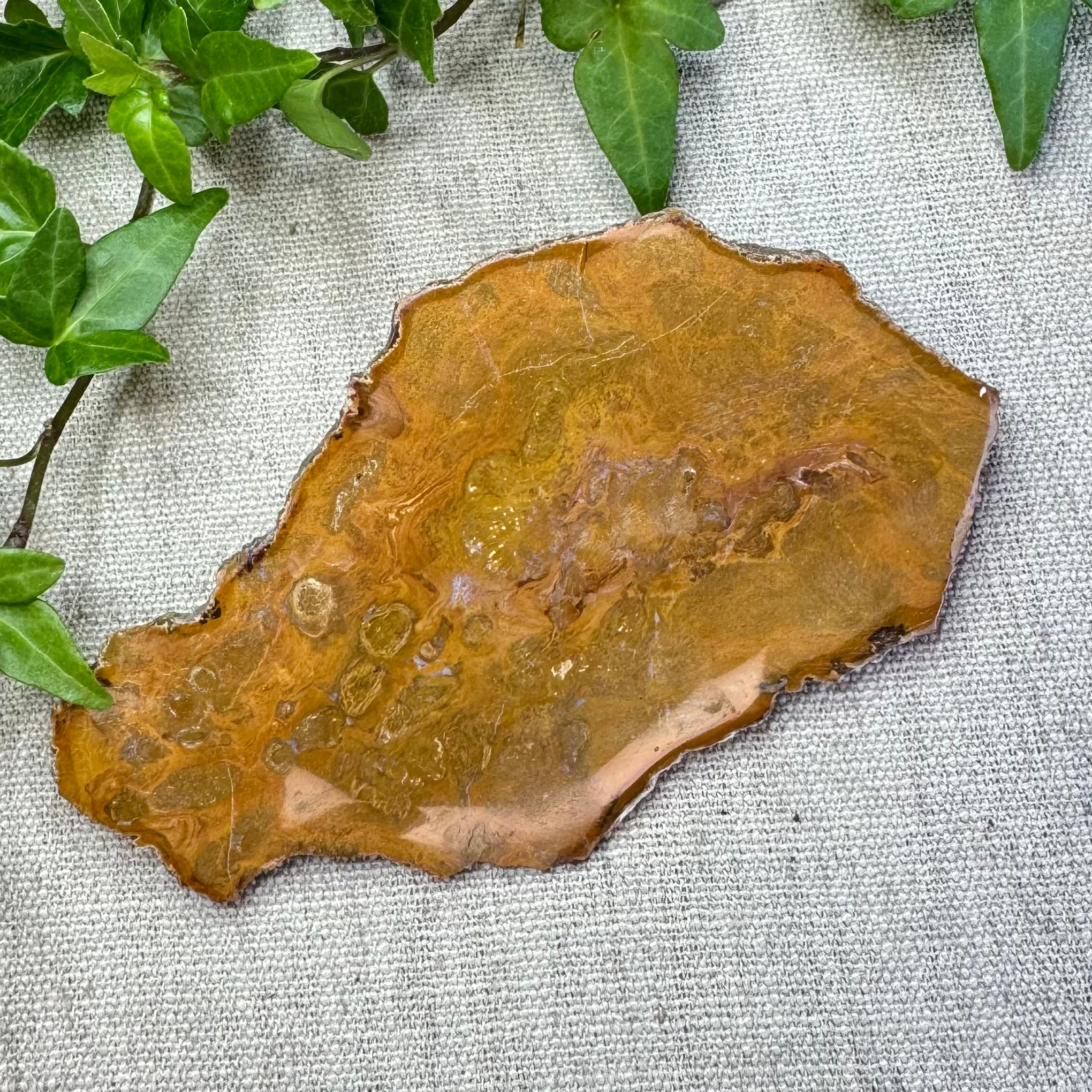 BOIS FOSSILE- AB - Madagascar - Morceau de tranche polie d'un côté