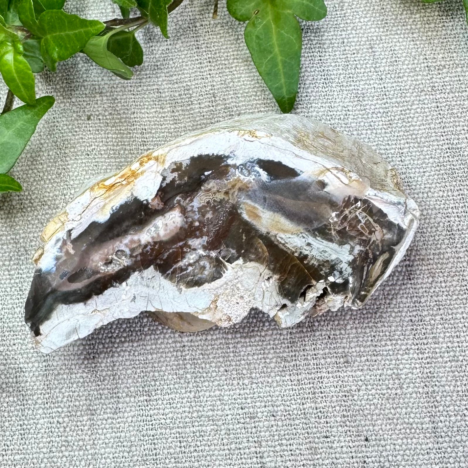 BOIS FOSSILE- AB - Madagascar - Morceau de tranche polie d'un côté