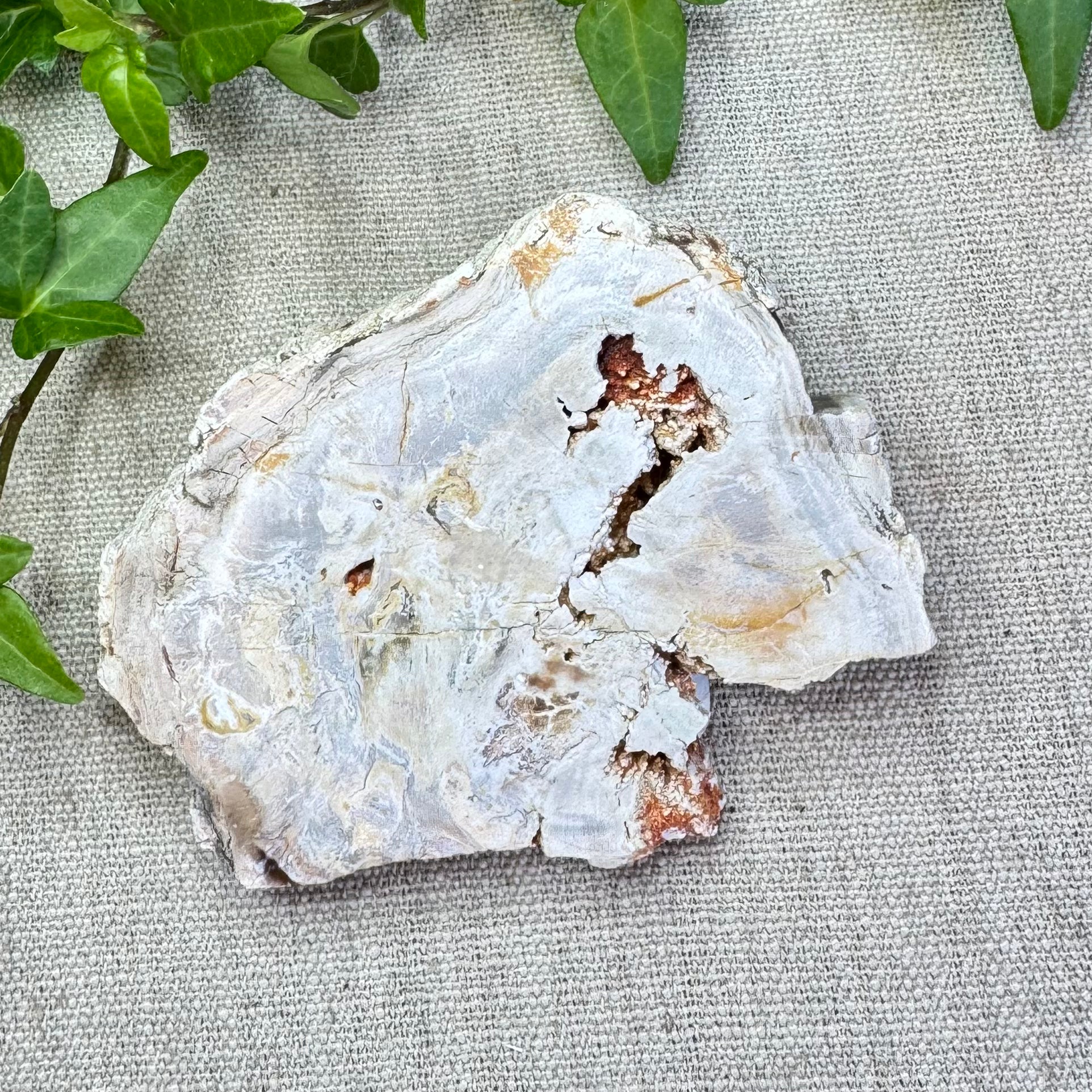 BOIS FOSSILE- AB - Madagascar - Morceau de tranche polie d'un côté