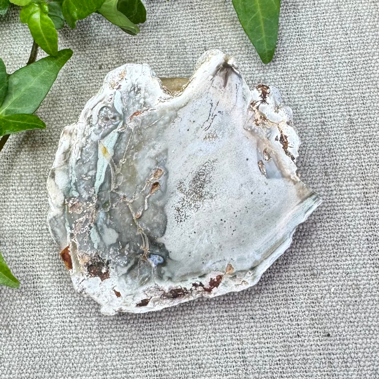 BOIS FOSSILE- AB - Madagascar - Morceau de tranche polie d'un côté