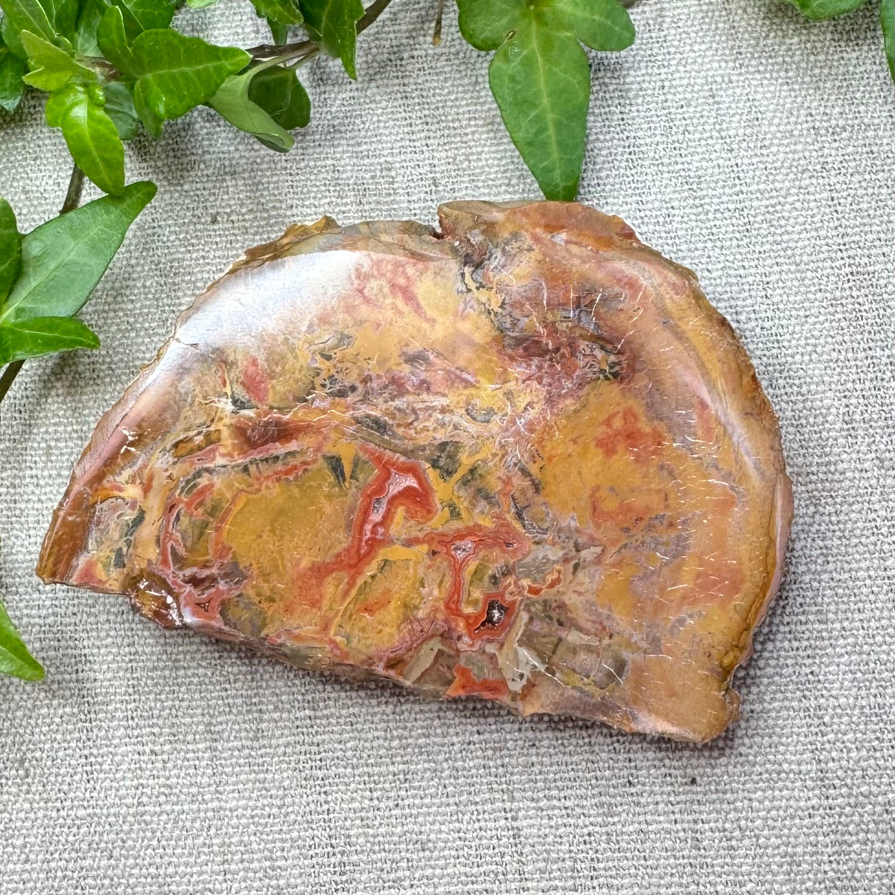 BOIS FOSSILE- AB - Madagascar - Morceau de tranche polie d'un côté