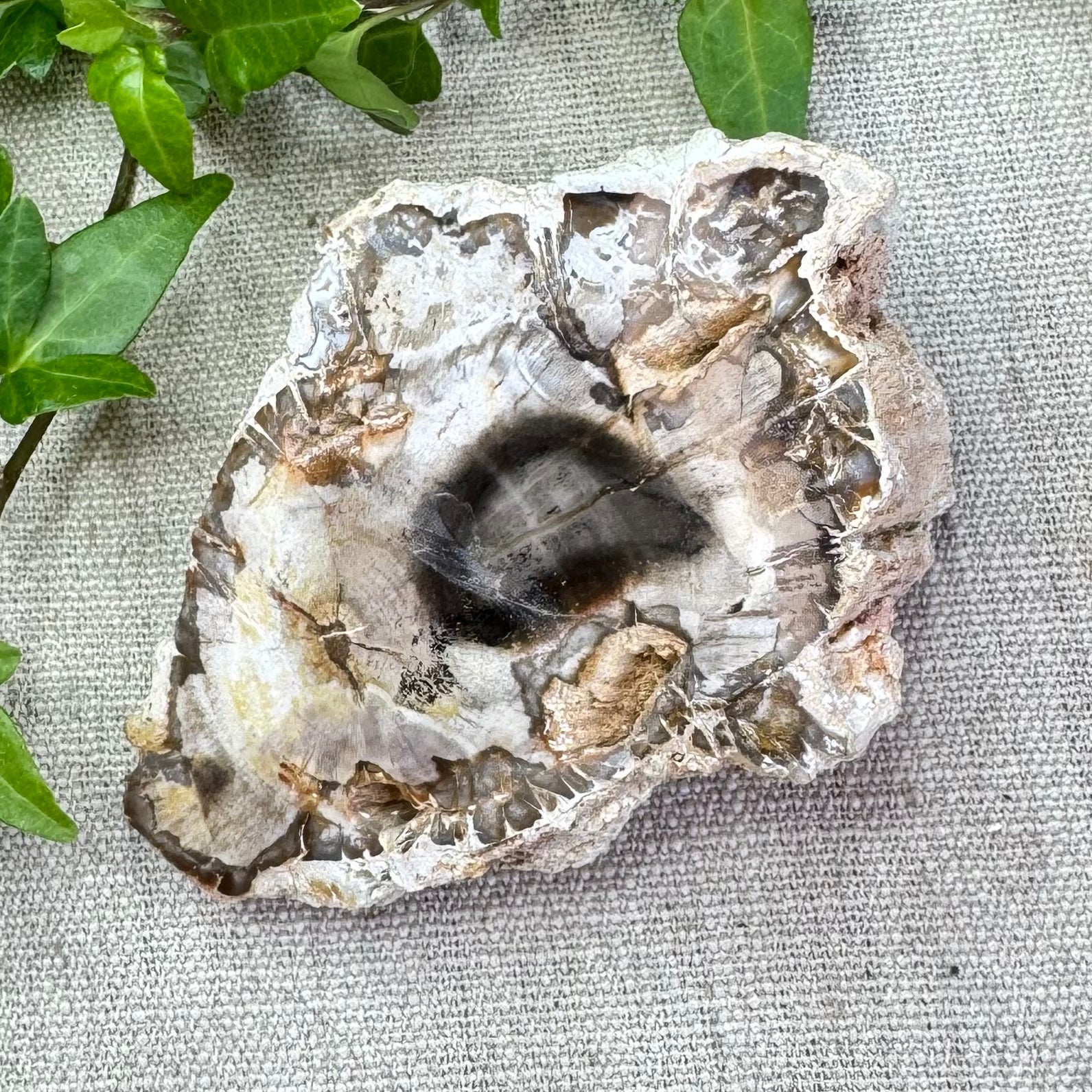 BOIS FOSSILE- AB - Madagascar - Morceau de tranche polie d'un côté