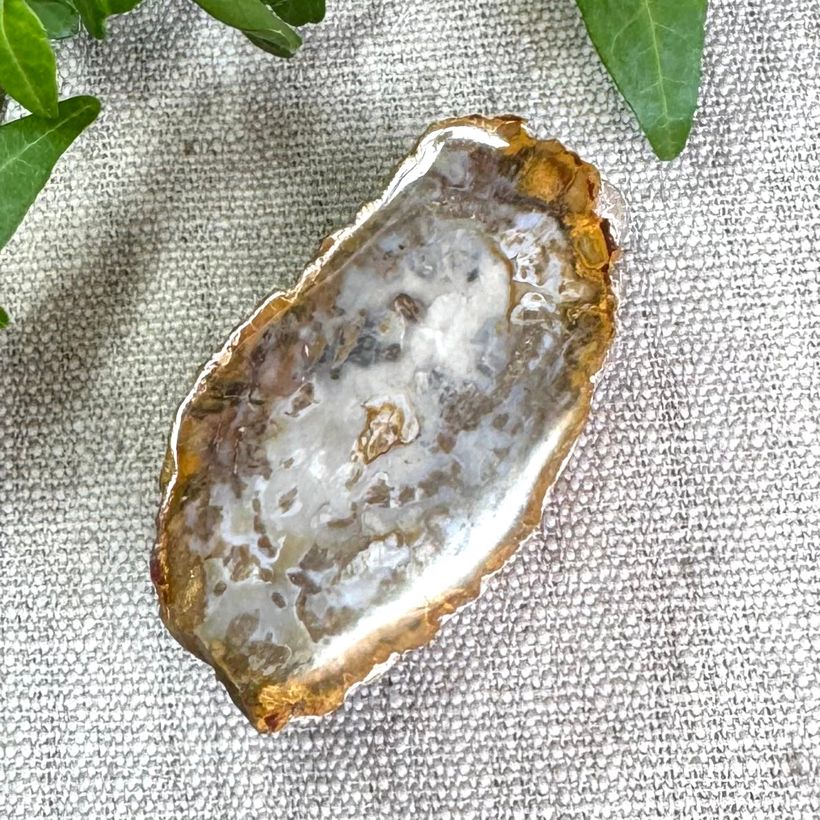 BOIS FOSSILE- AB - Madagascar - Morceau de tranche polie d'un côté