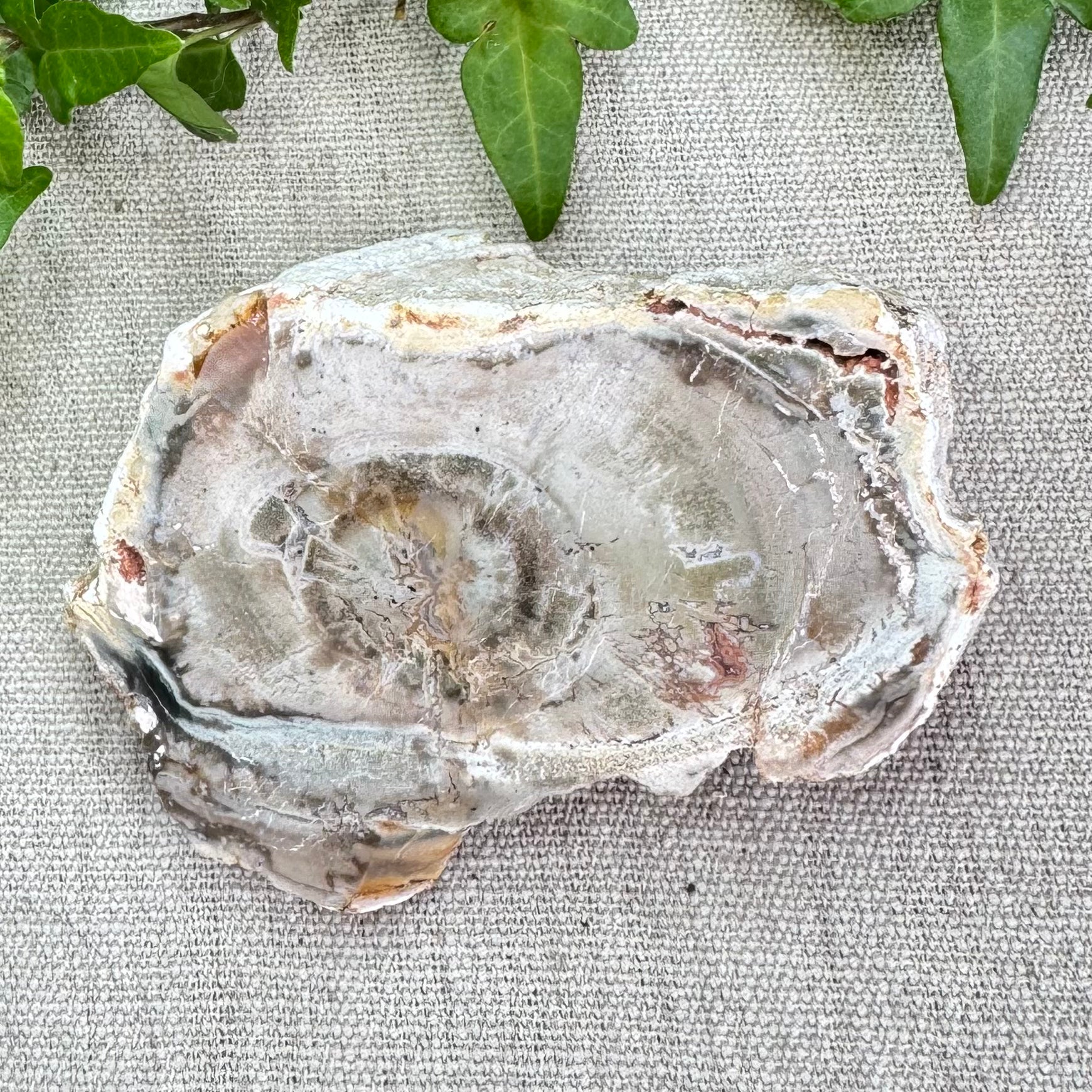 BOIS FOSSILE- AB - Madagascar - Morceau de tranche polie d'un côté