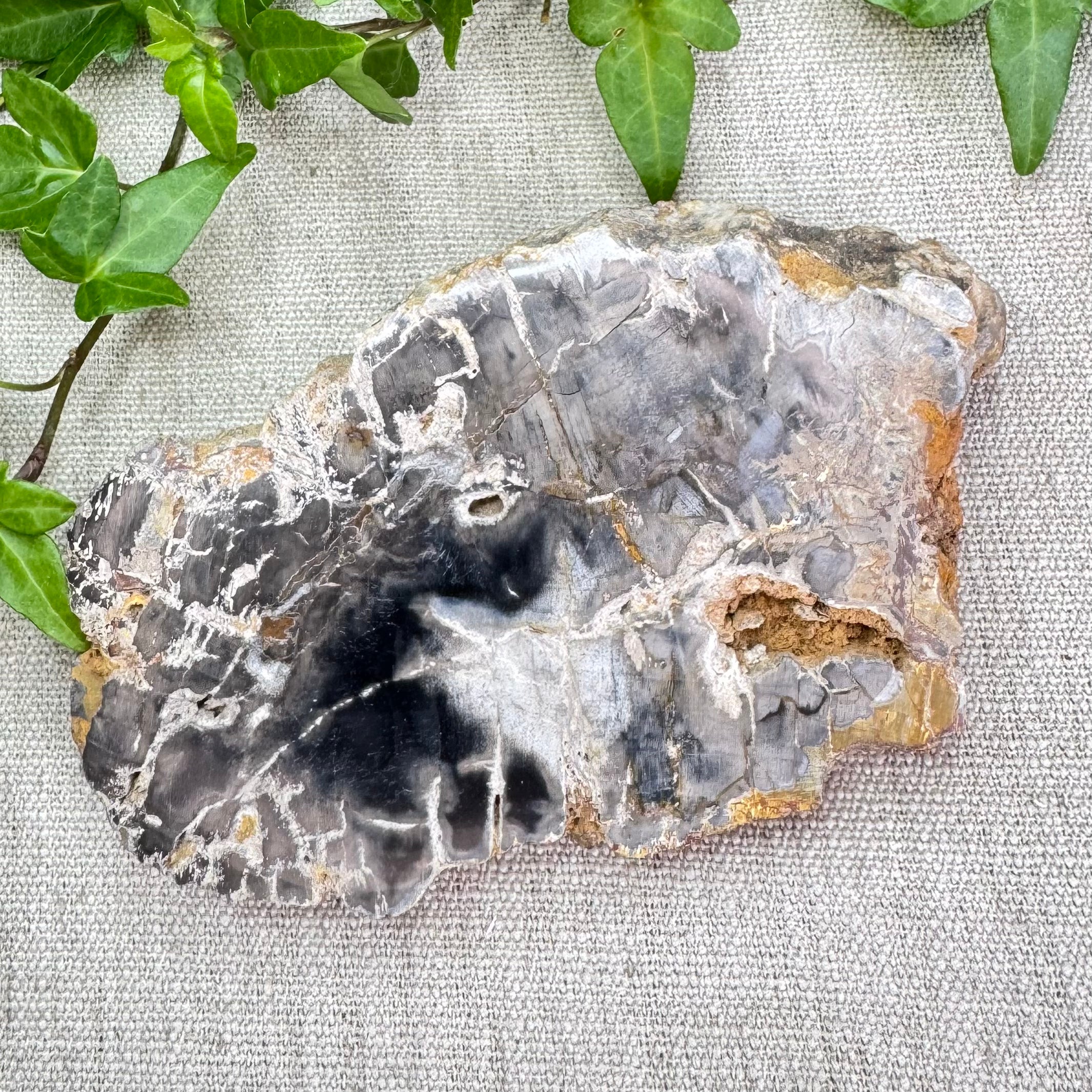 BOIS FOSSILE- AB - Madagascar - Morceau de tranche polie d'un côté