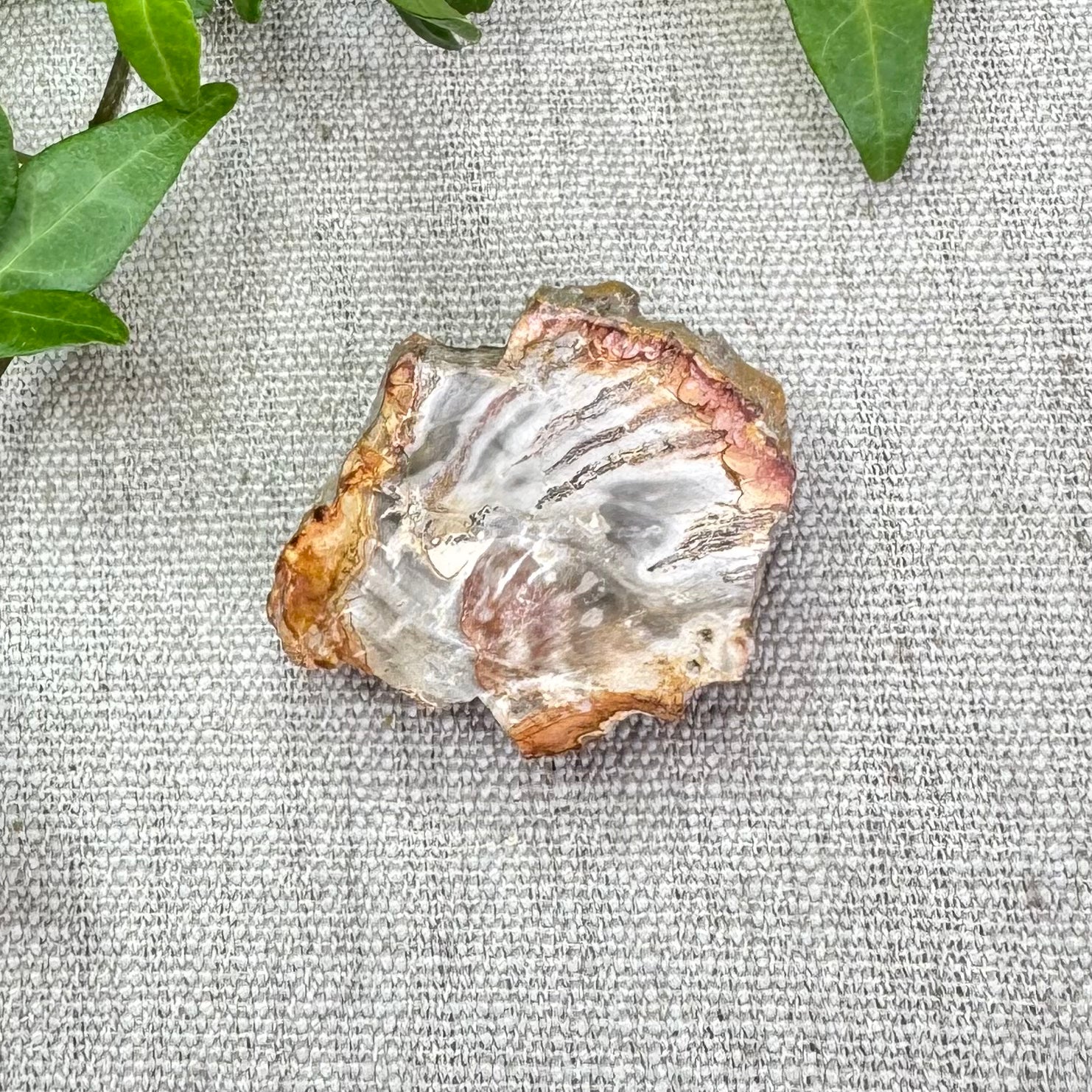 BOIS FOSSILE- AB - Madagascar - Morceau de tranche polie d'un côté