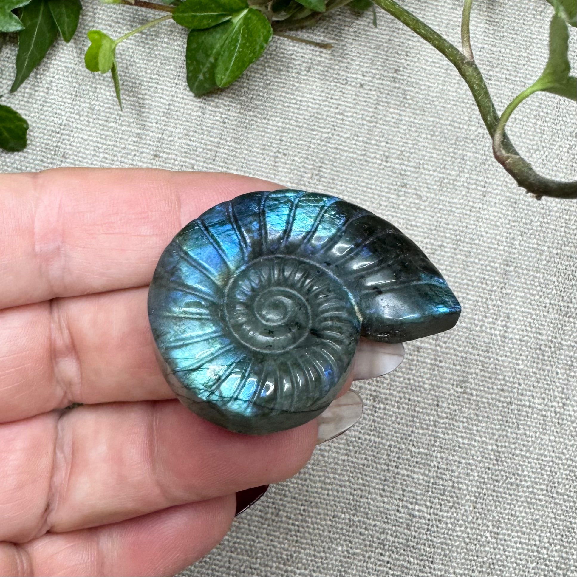 AMMONITES LABRADORITE- Madagascar - 43mm