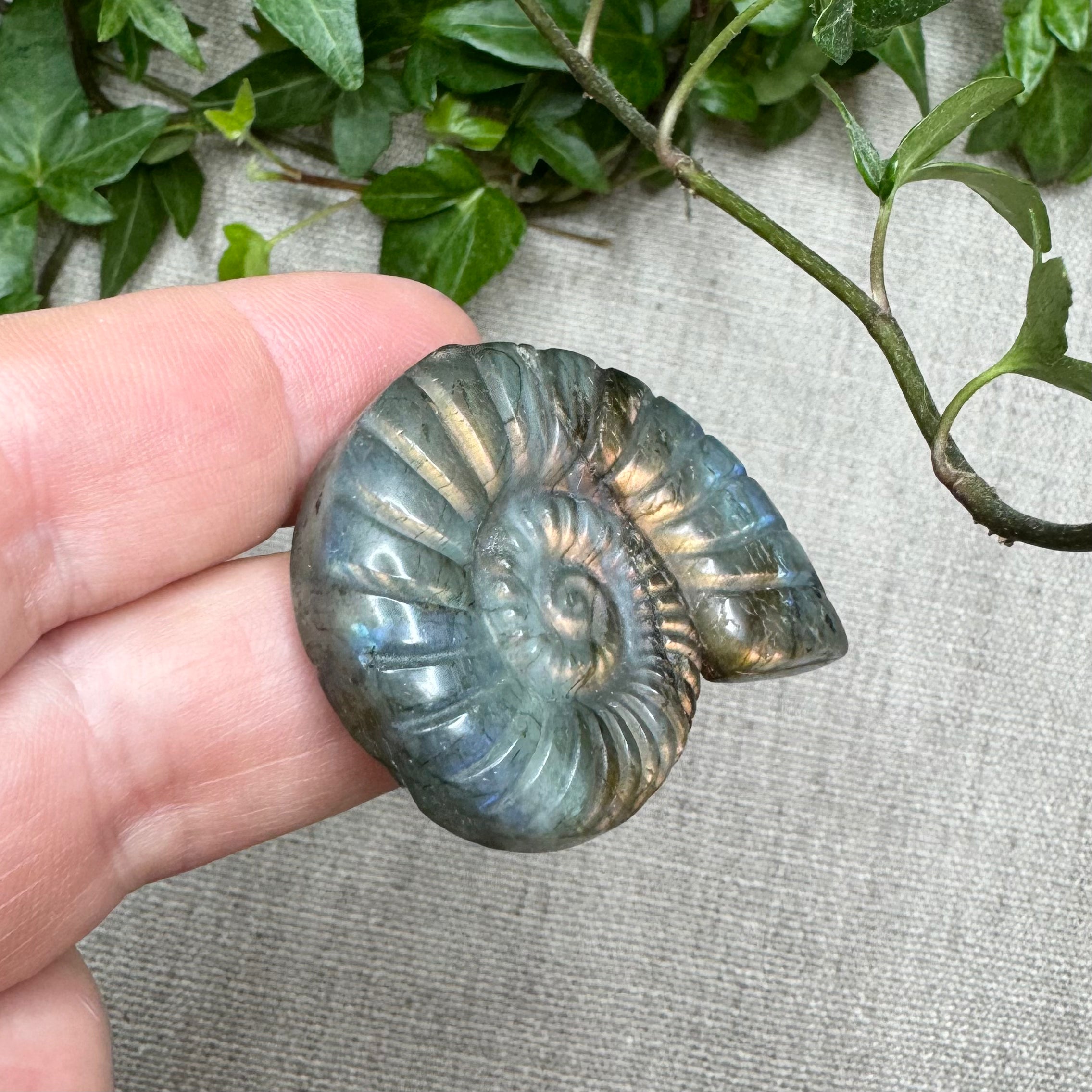 AMMONITES LABRADORITE- Madagascar - 43mm