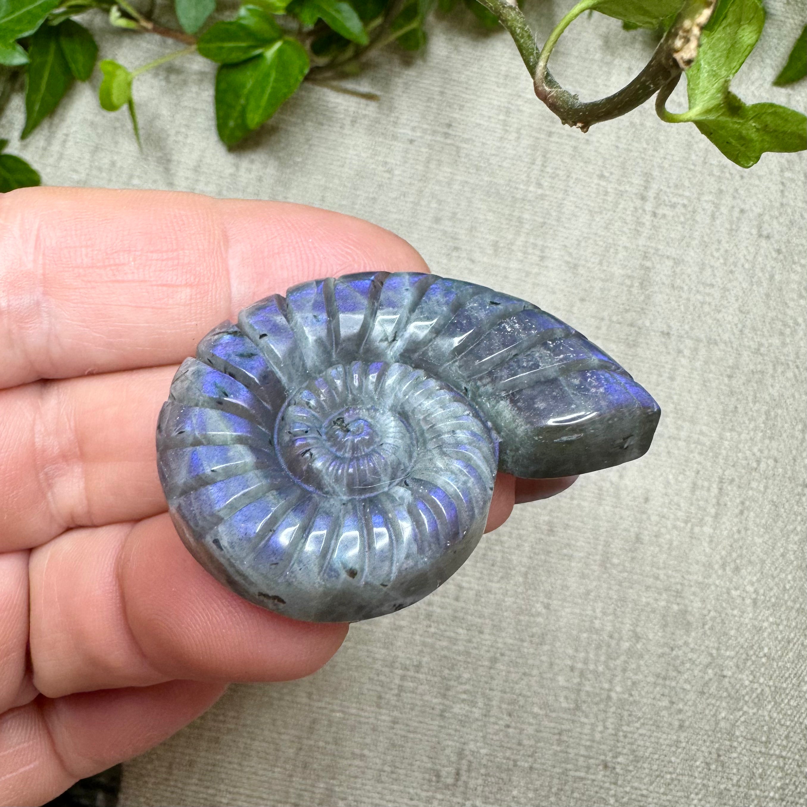 AMMONITES LABRADORITE- Madagascar - 43mm