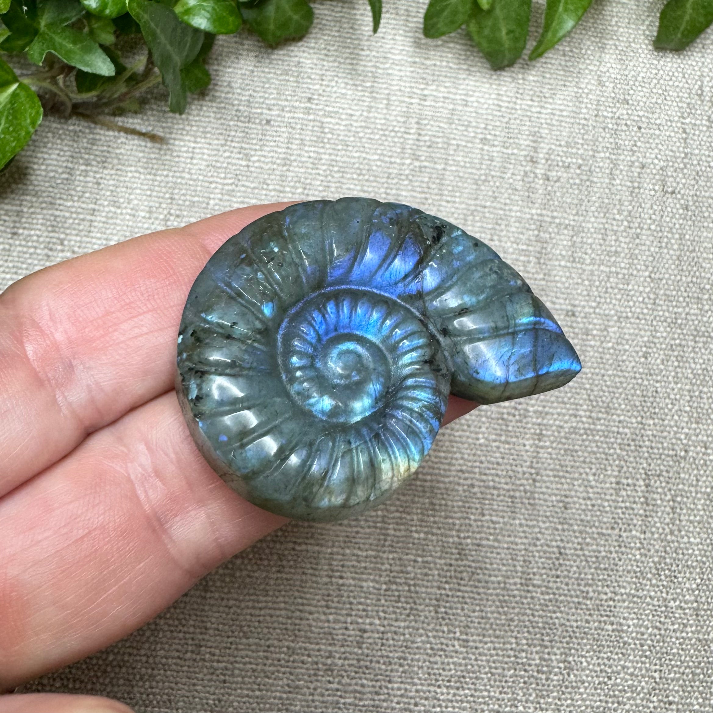 AMMONITES LABRADORITE- Madagascar - 43mm